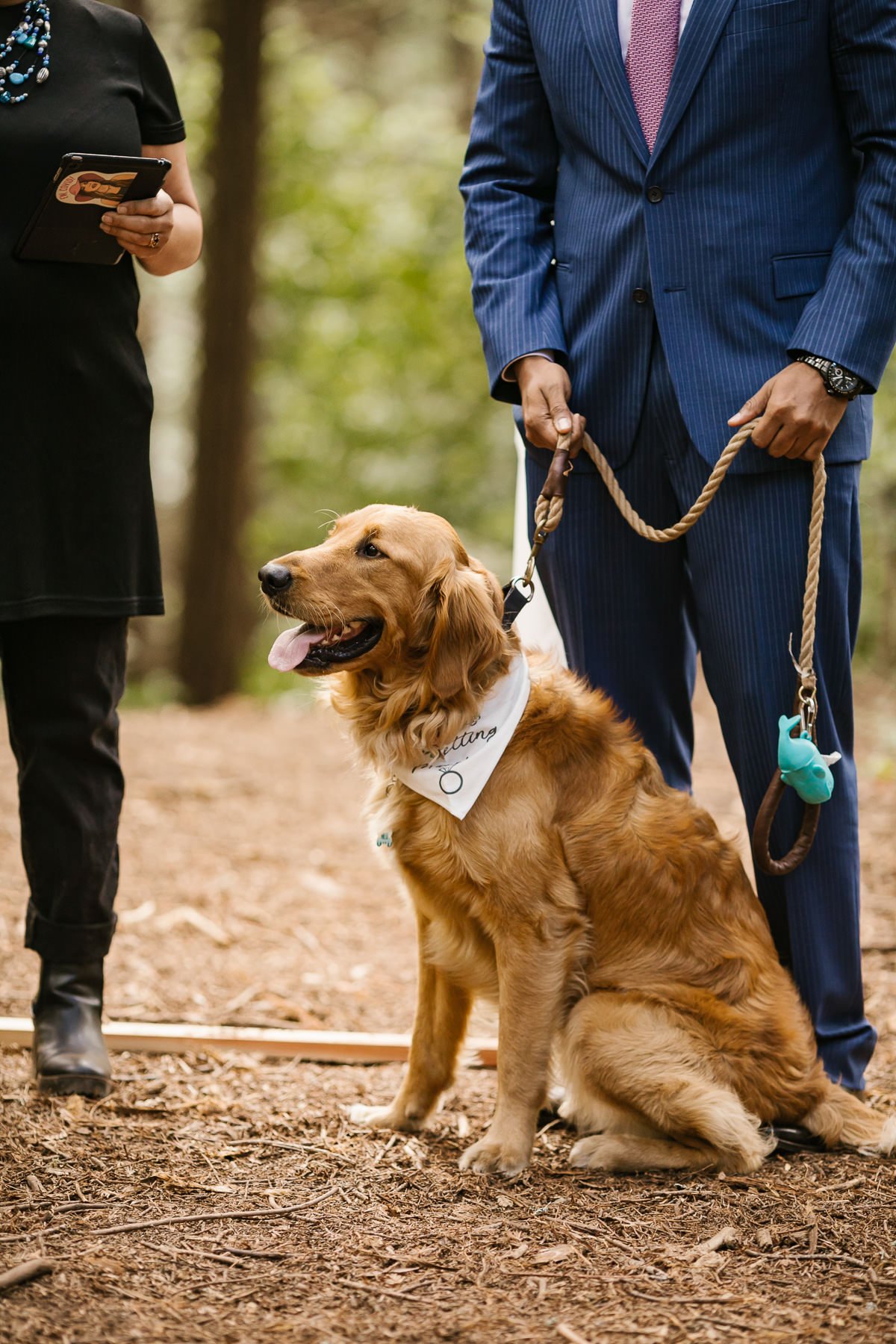 Groom's dog waits for bride at their redwood forest elopement