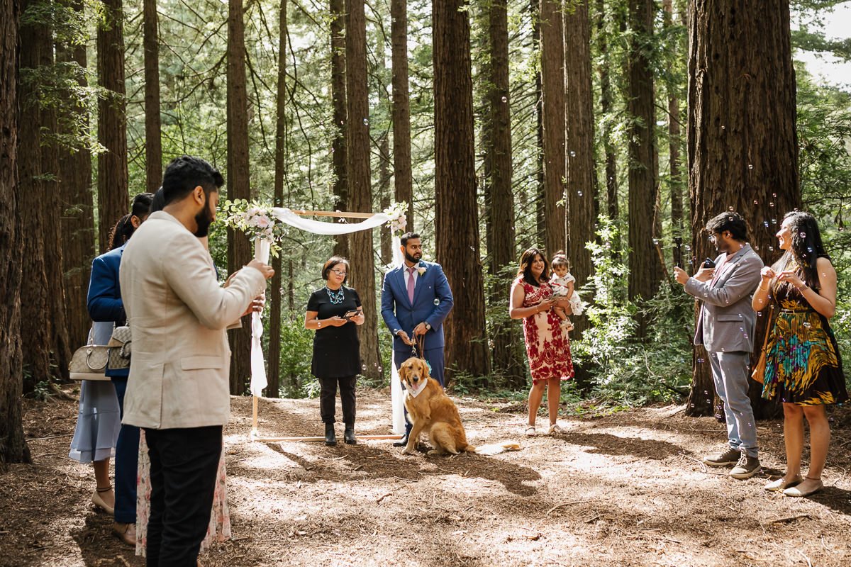 Wedding ceremony at couple's redwood forest elopement