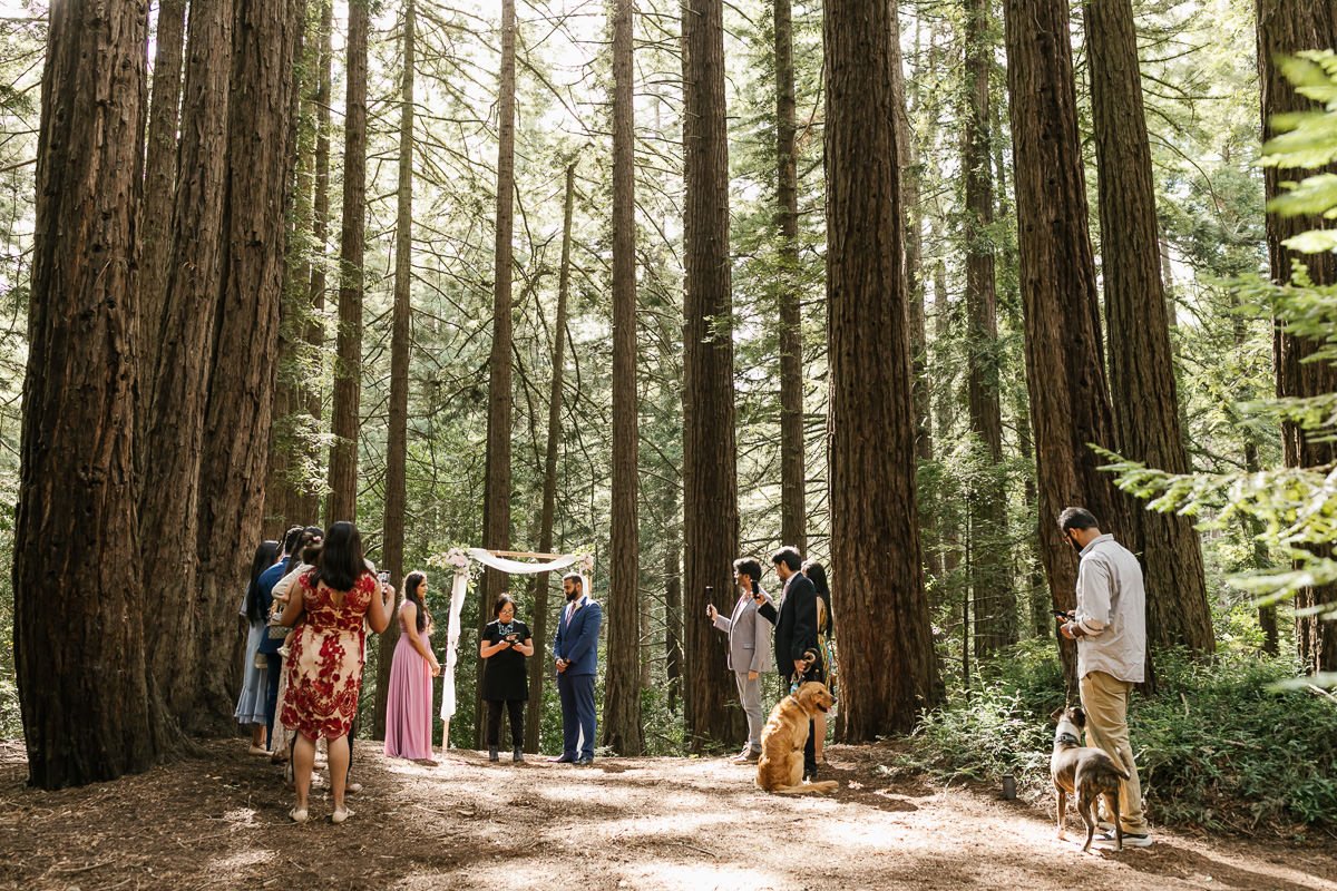 Wedding ceremony at couple's redwood forest elopement in Joaquin Miller Park