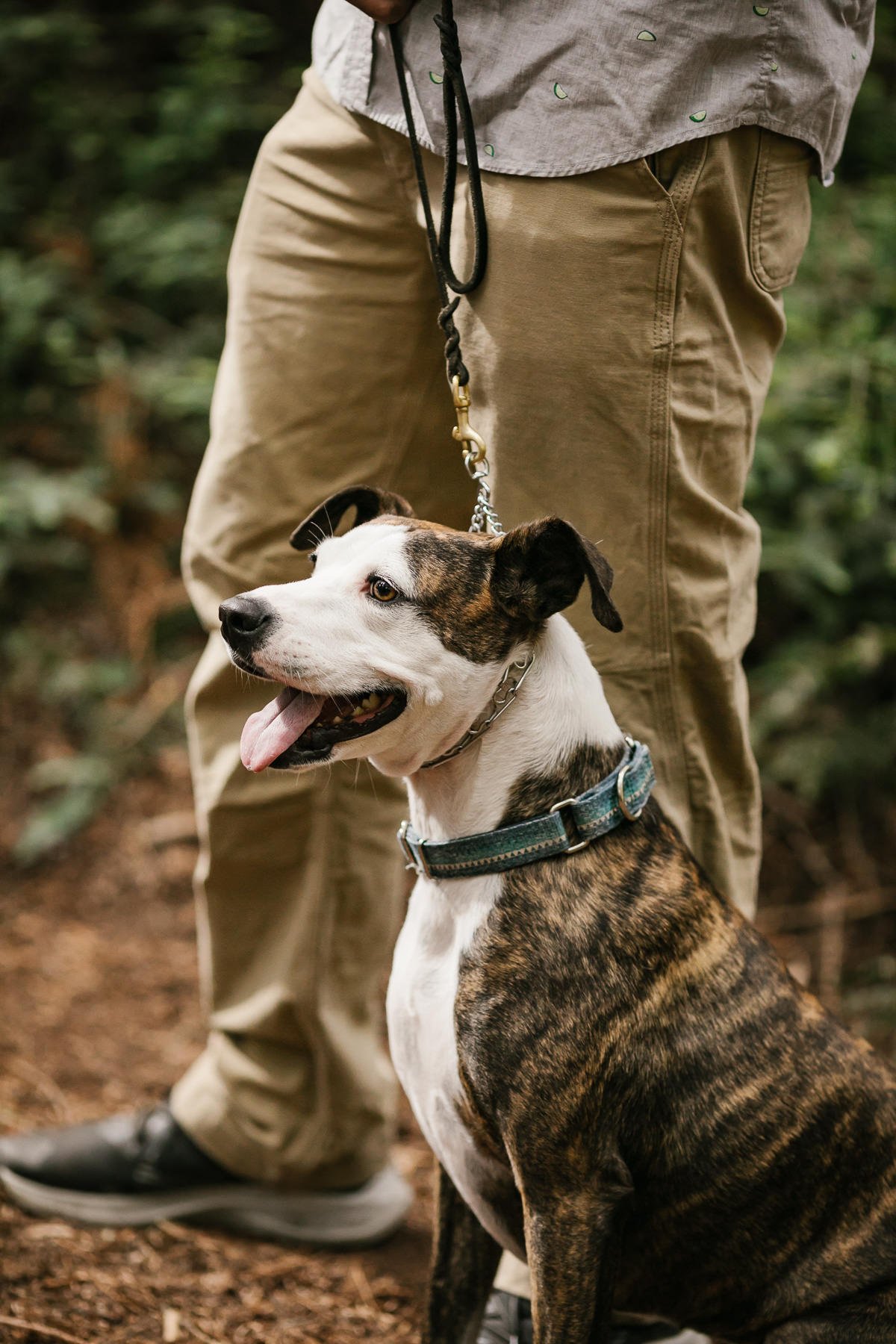 Cute dog enjoys the ceremony at a redwood forest elopement