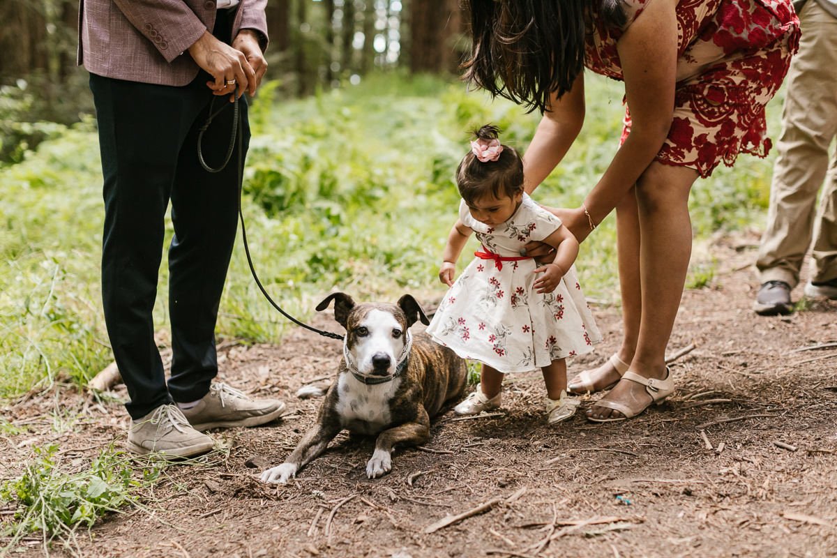Little girl and her dog at a redwood forest elopement