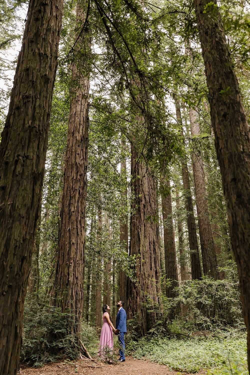 Wedding couple look up at the tall trees during their redwood forest elopement in California