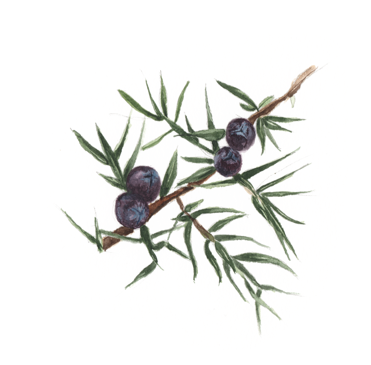 Juniper artwork 1.png