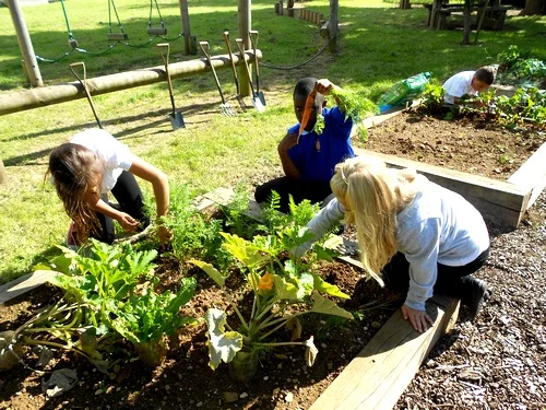 Over-the-Garden-Wall-gardening-forum.jpg