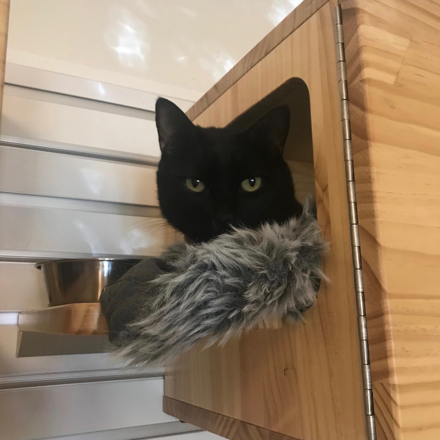 blacky1.jpg
