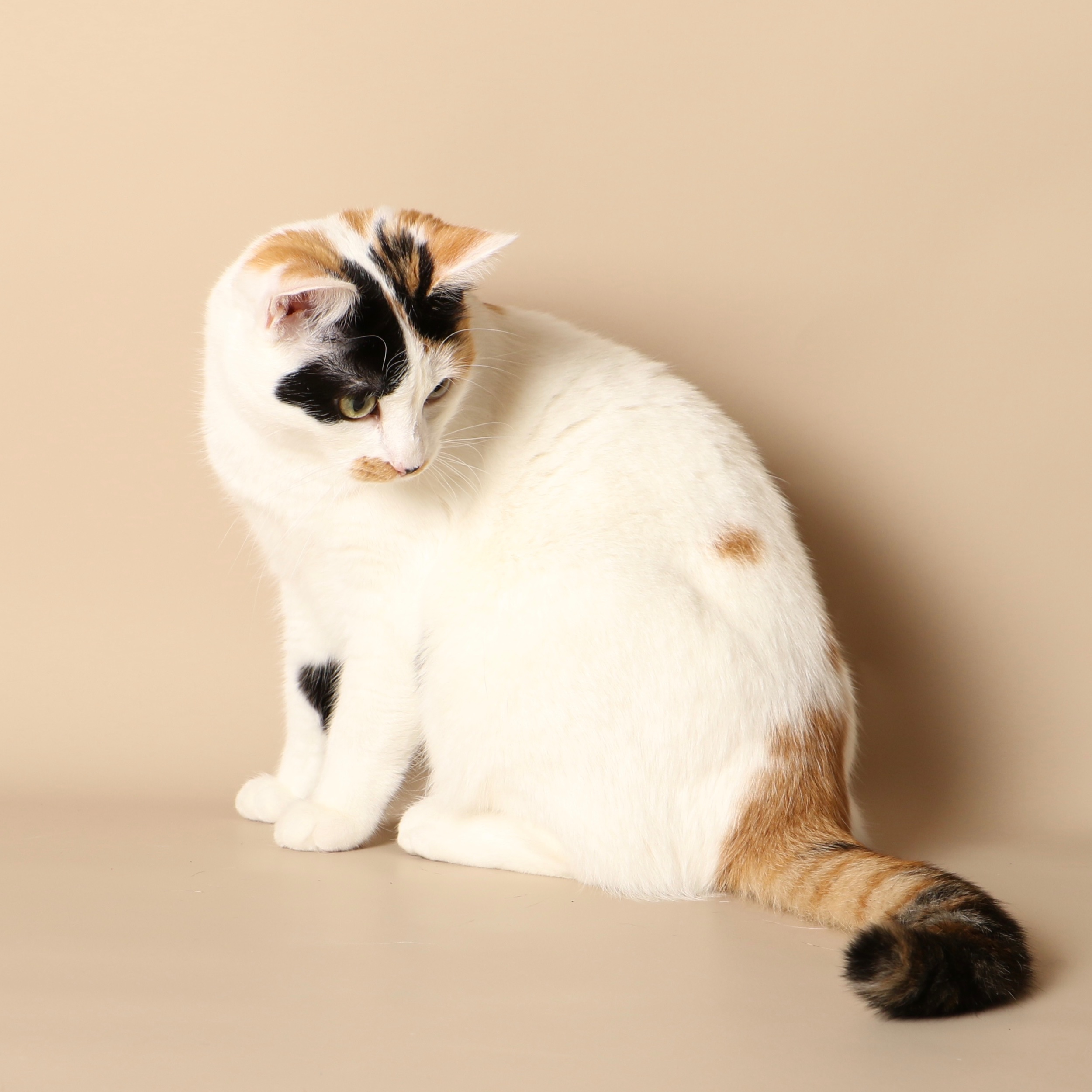 0969cats.jpeg