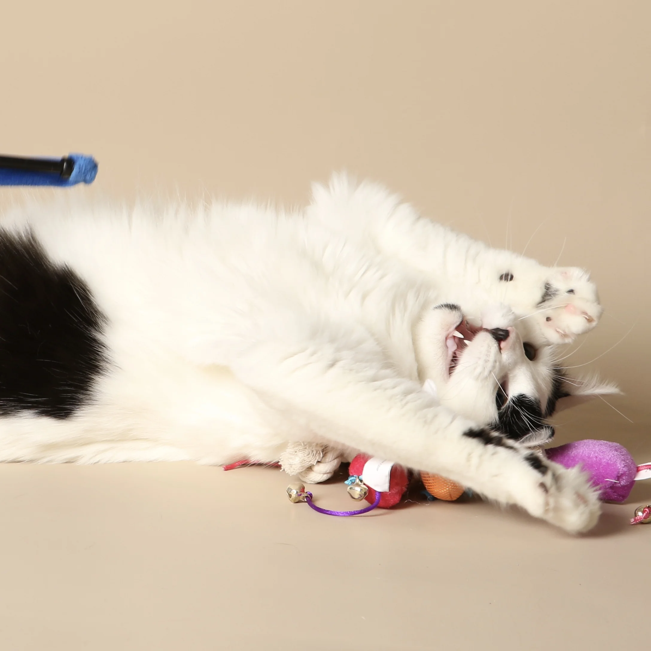 0925cats.jpeg