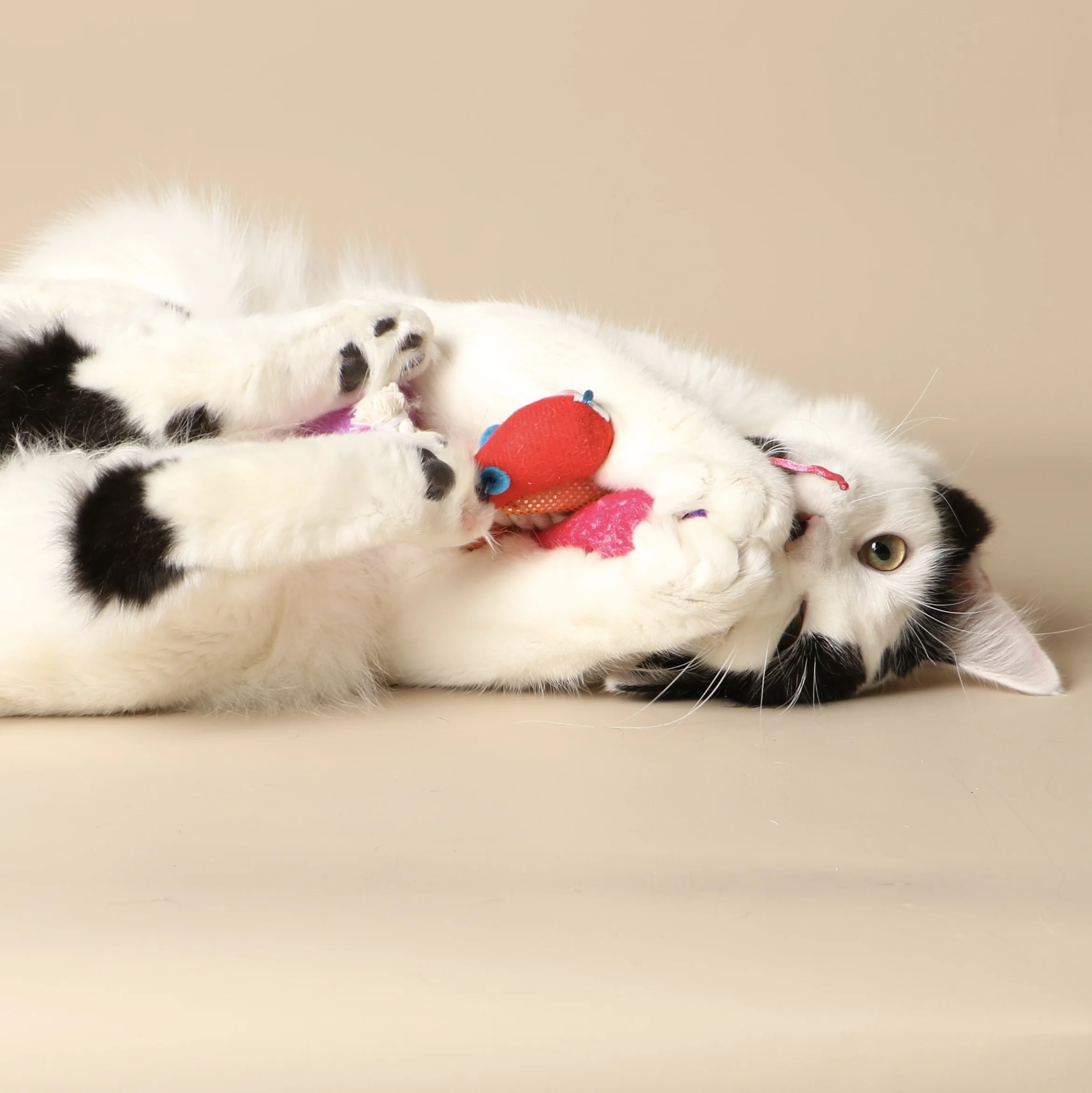 0922cats.jpeg