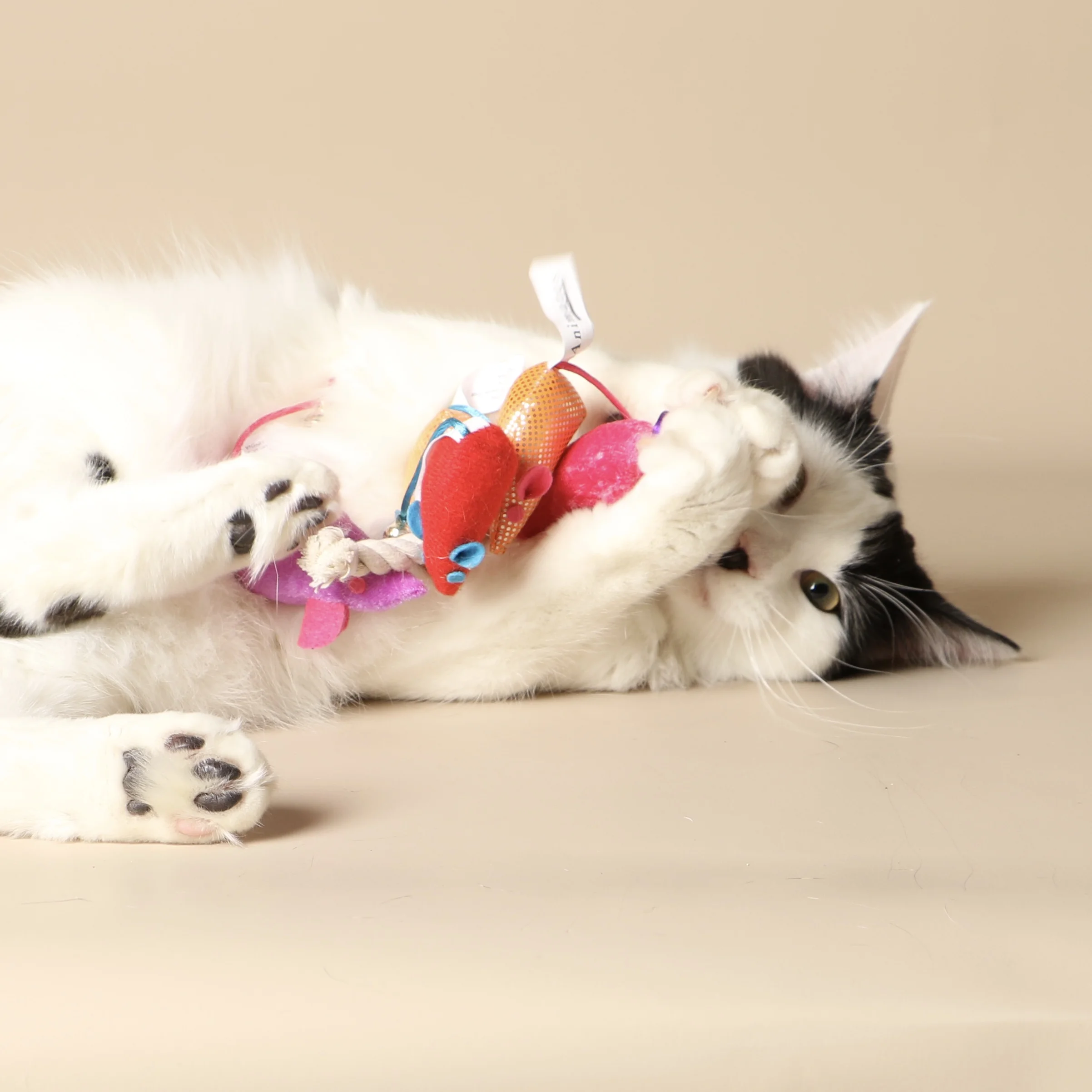 0921cats.jpeg