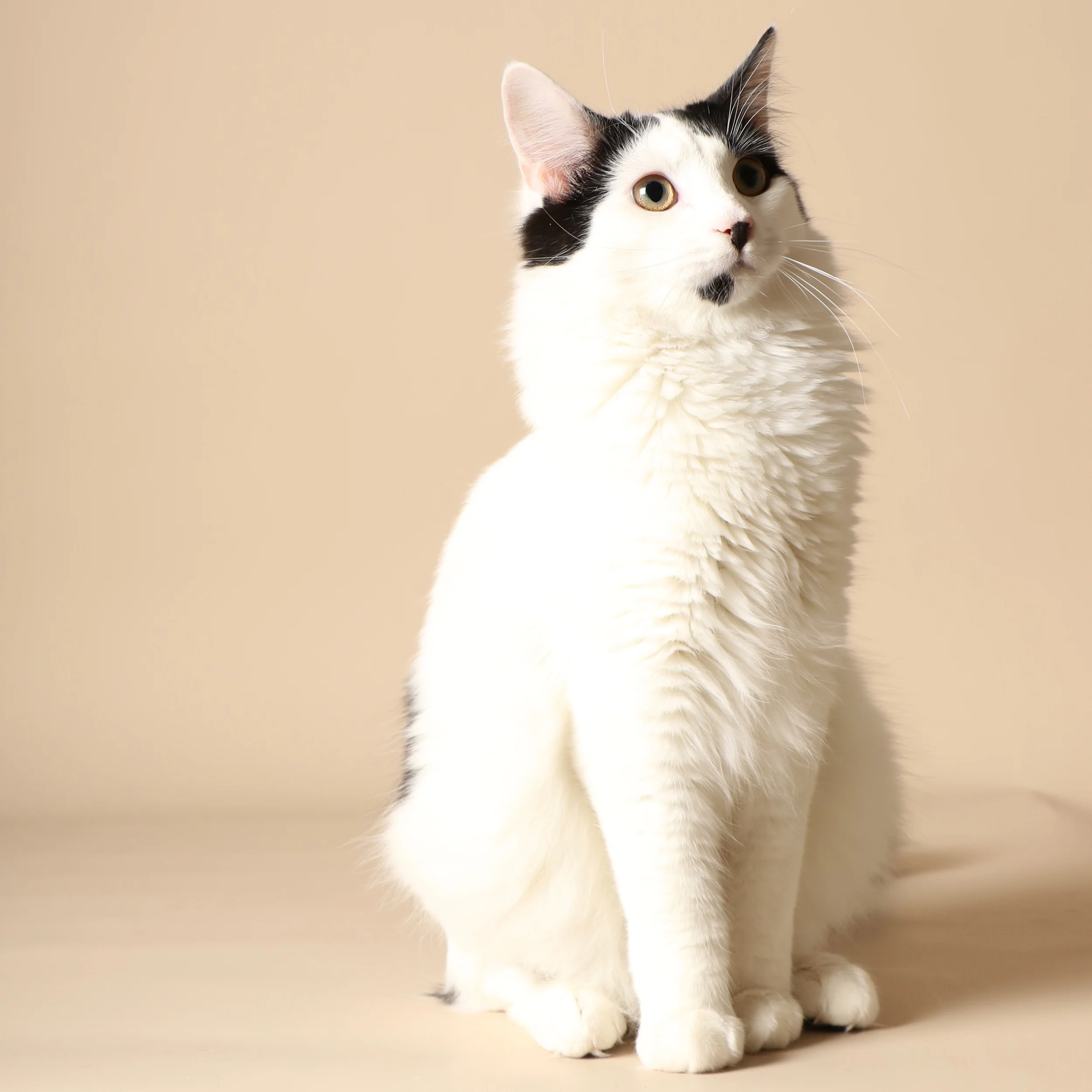 0942cats.jpeg