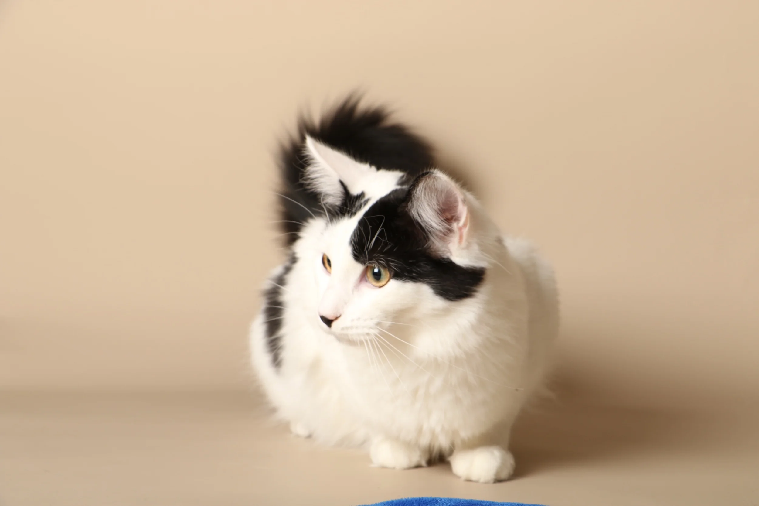 0958cats.jpeg