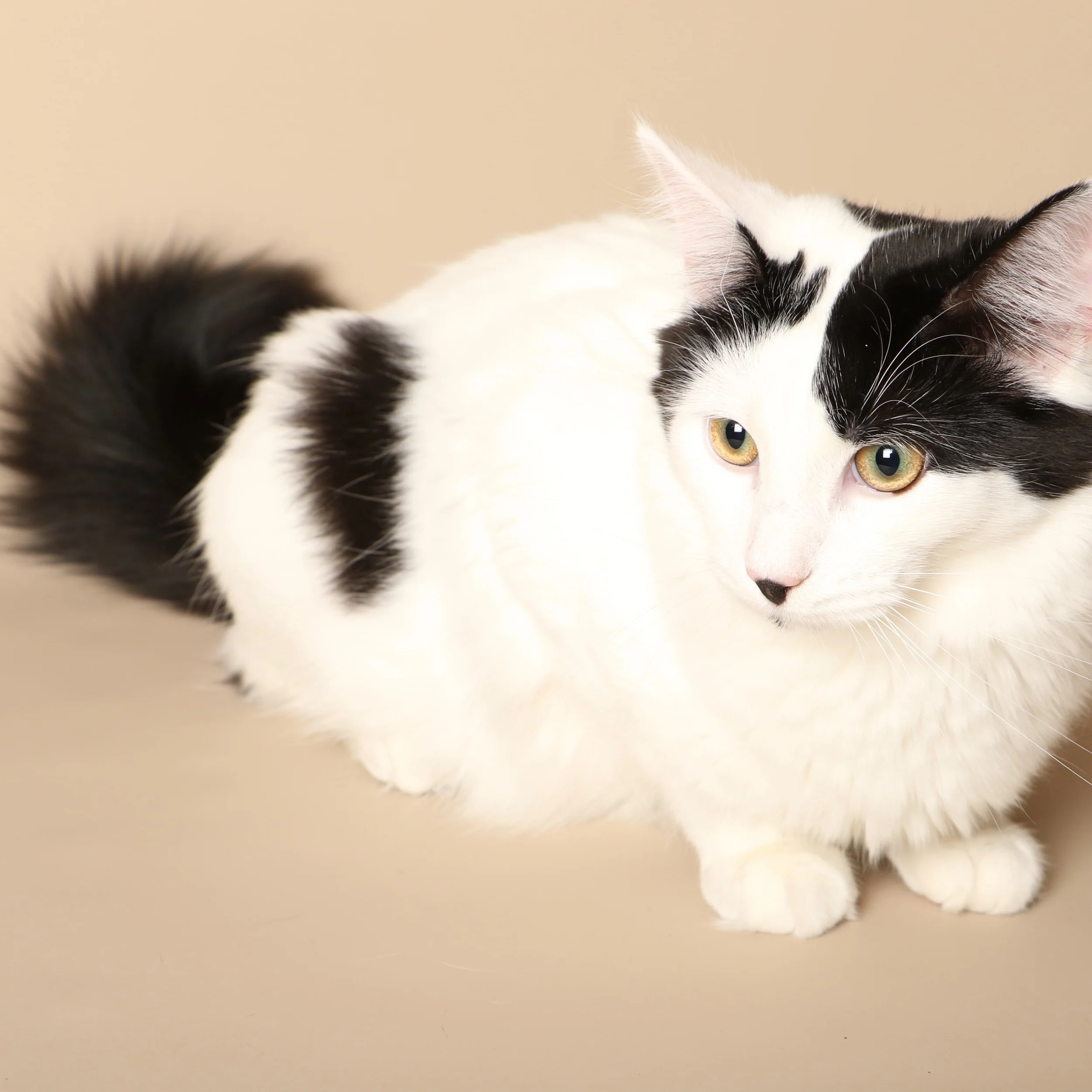 0955cats.jpeg