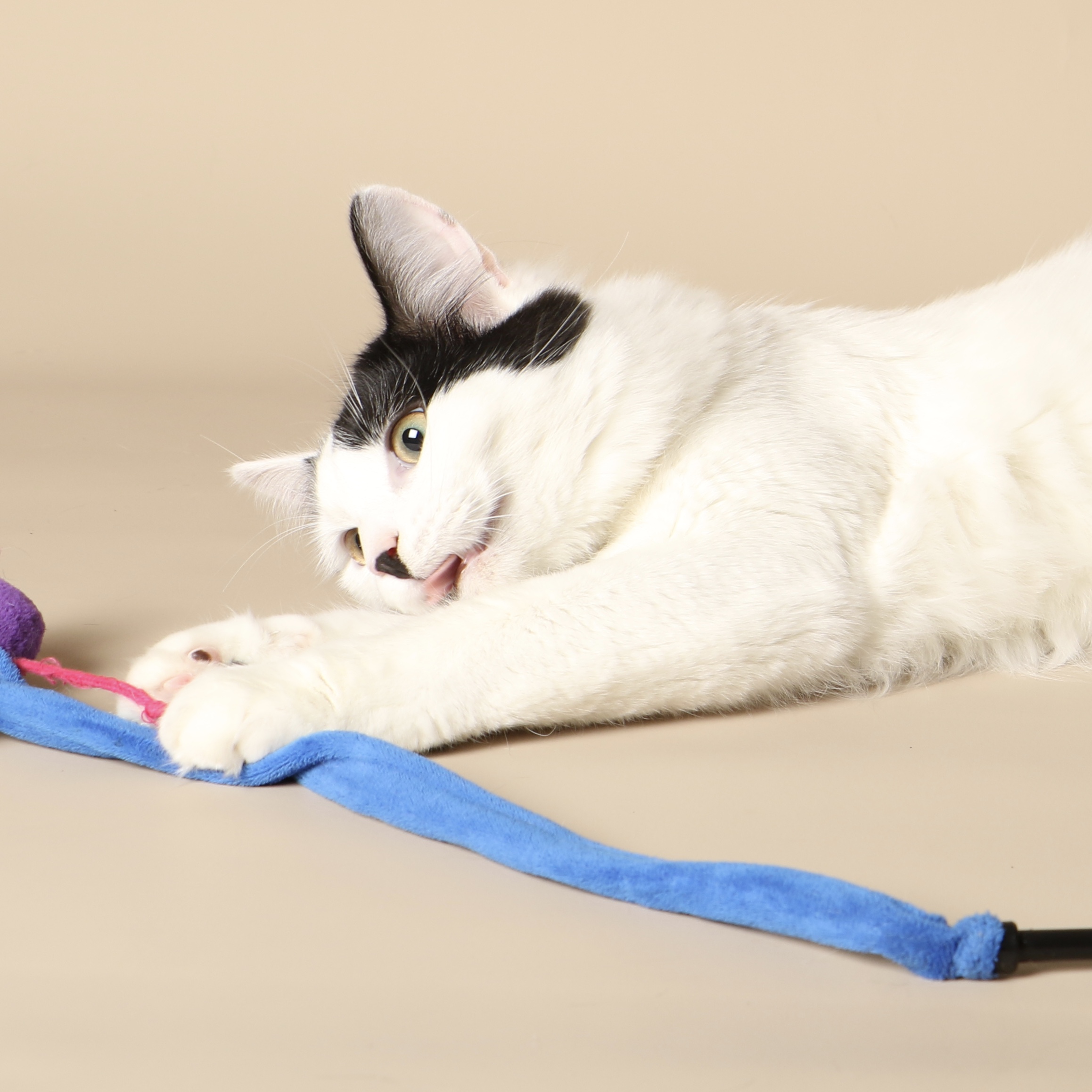 0954cats.jpeg