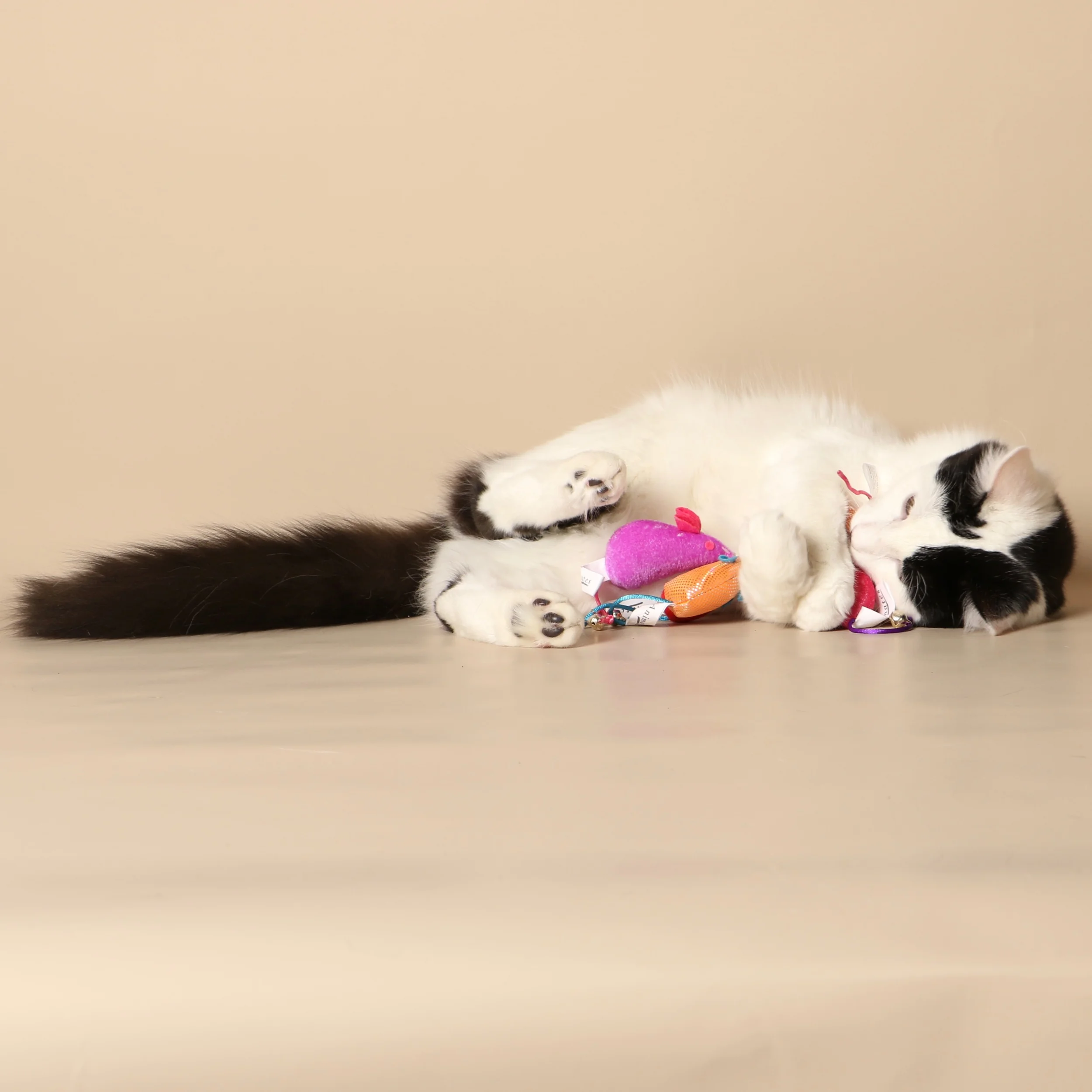 0938cats.jpeg