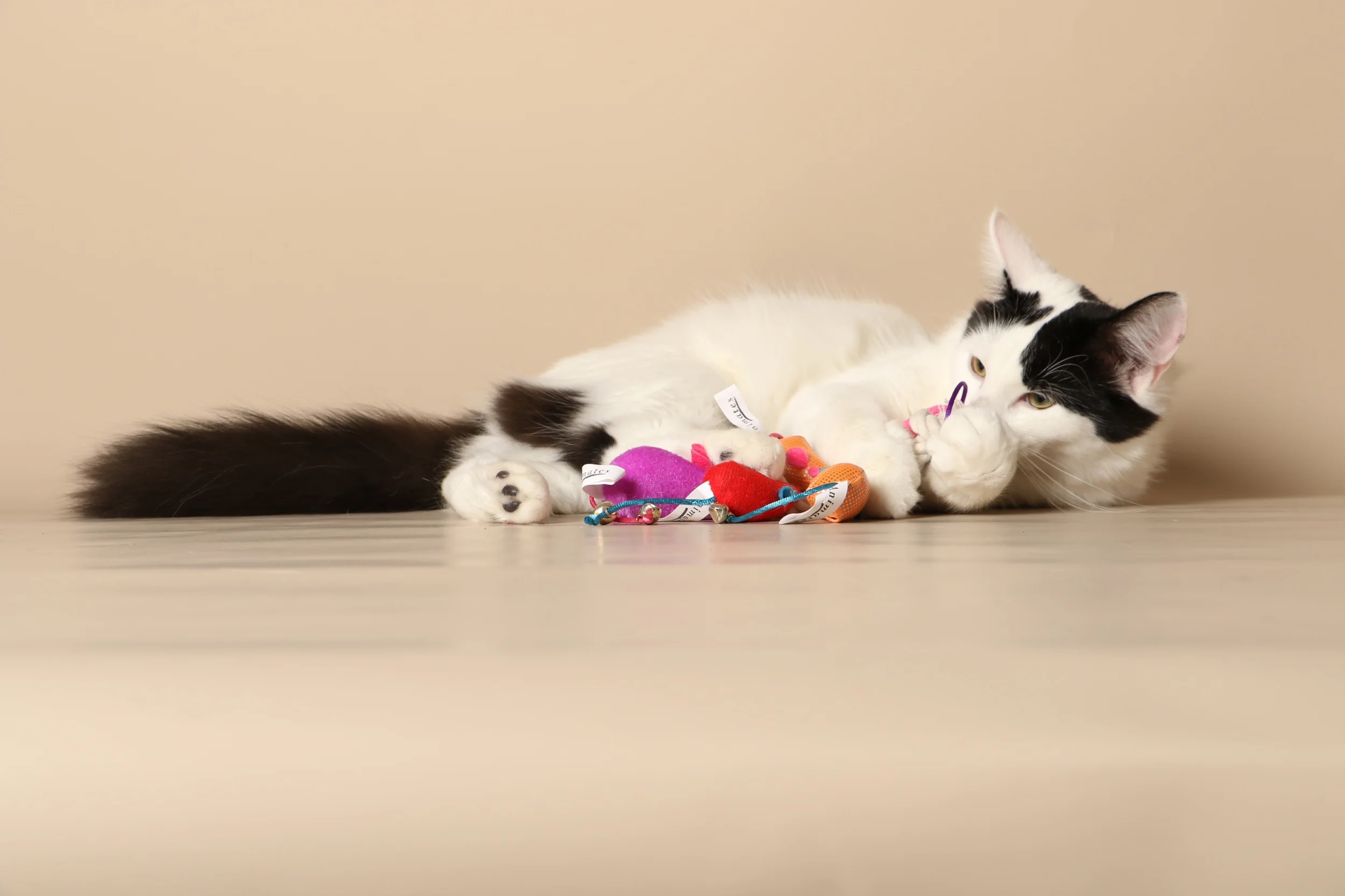 0936cats.jpeg