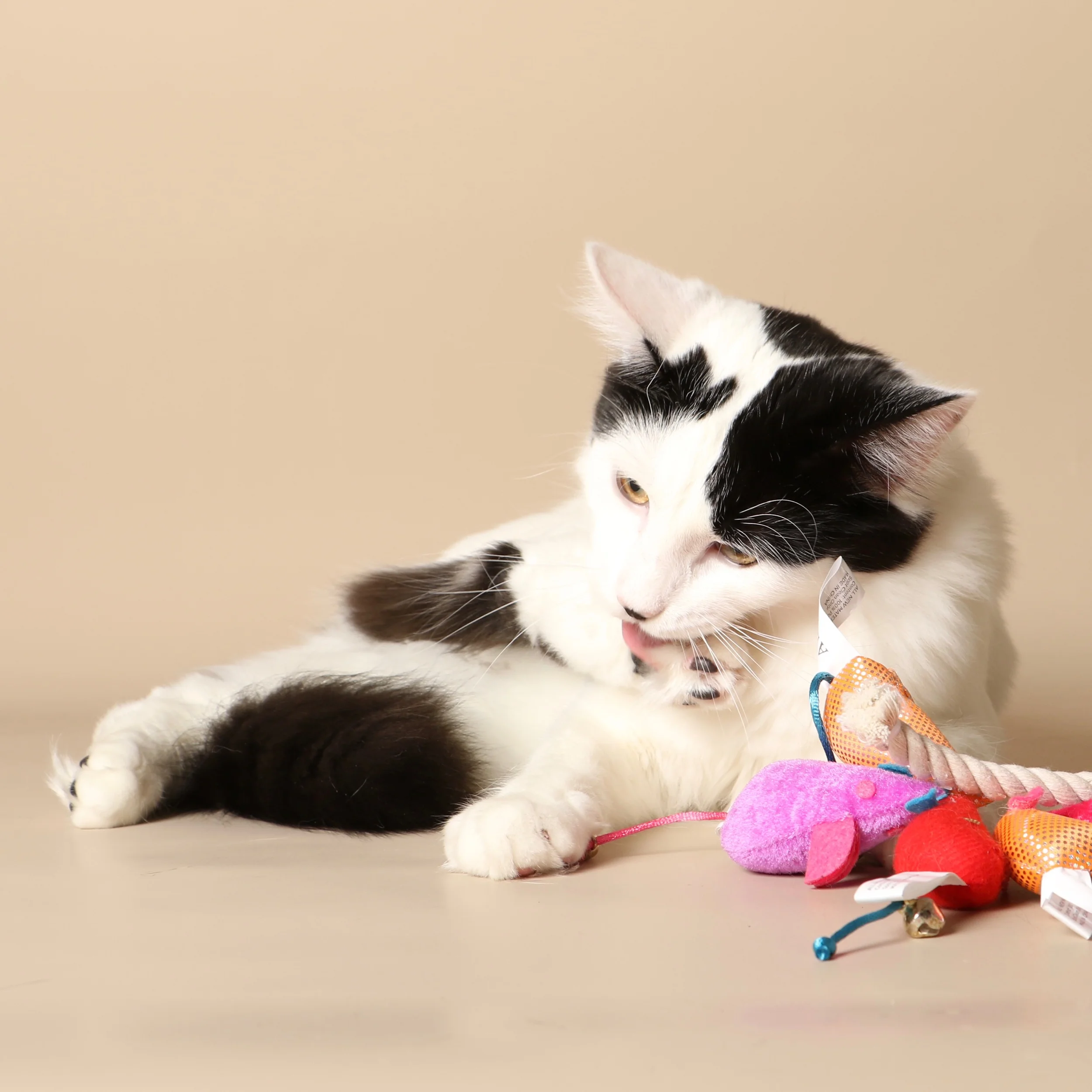0911cats.jpeg