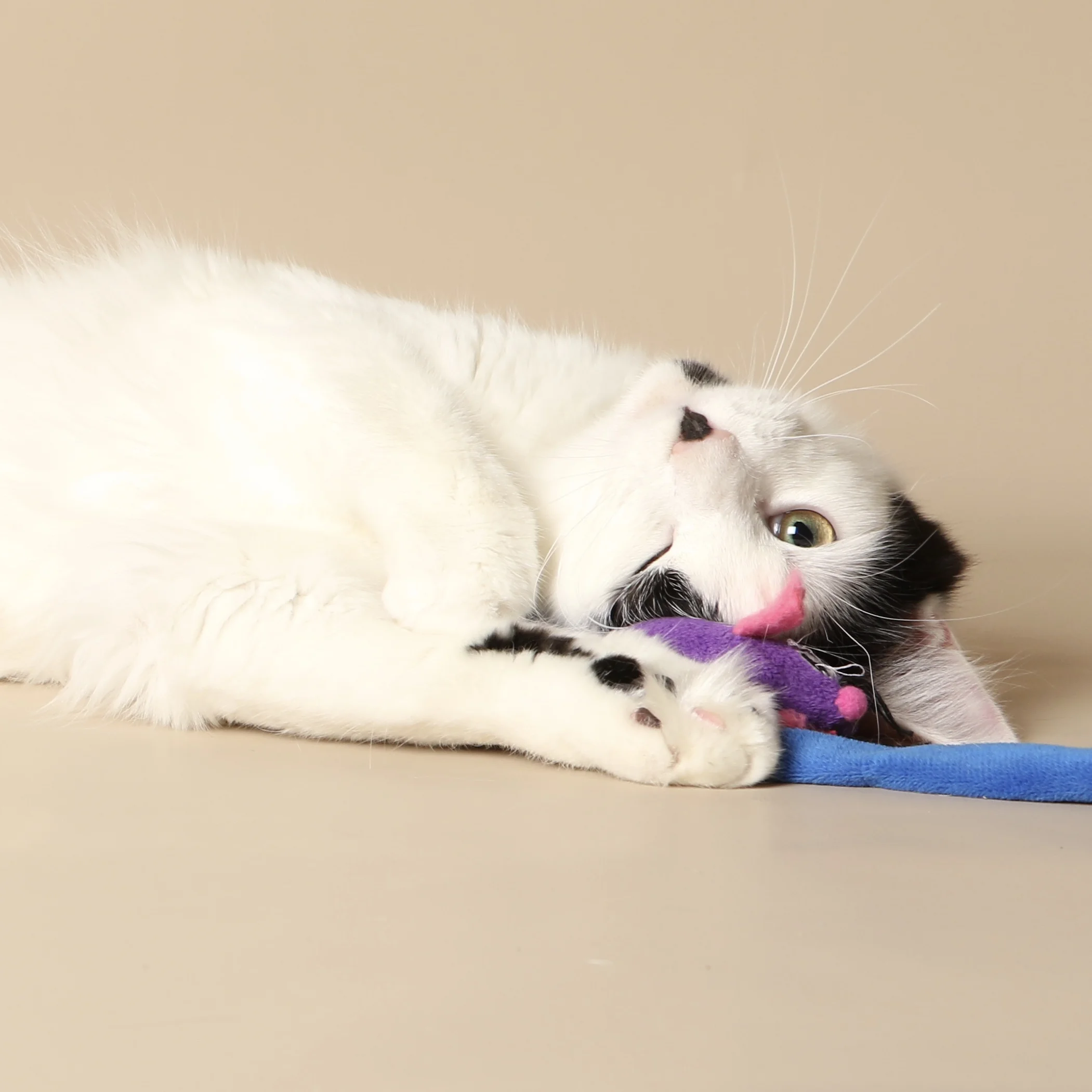 0905cats.jpeg