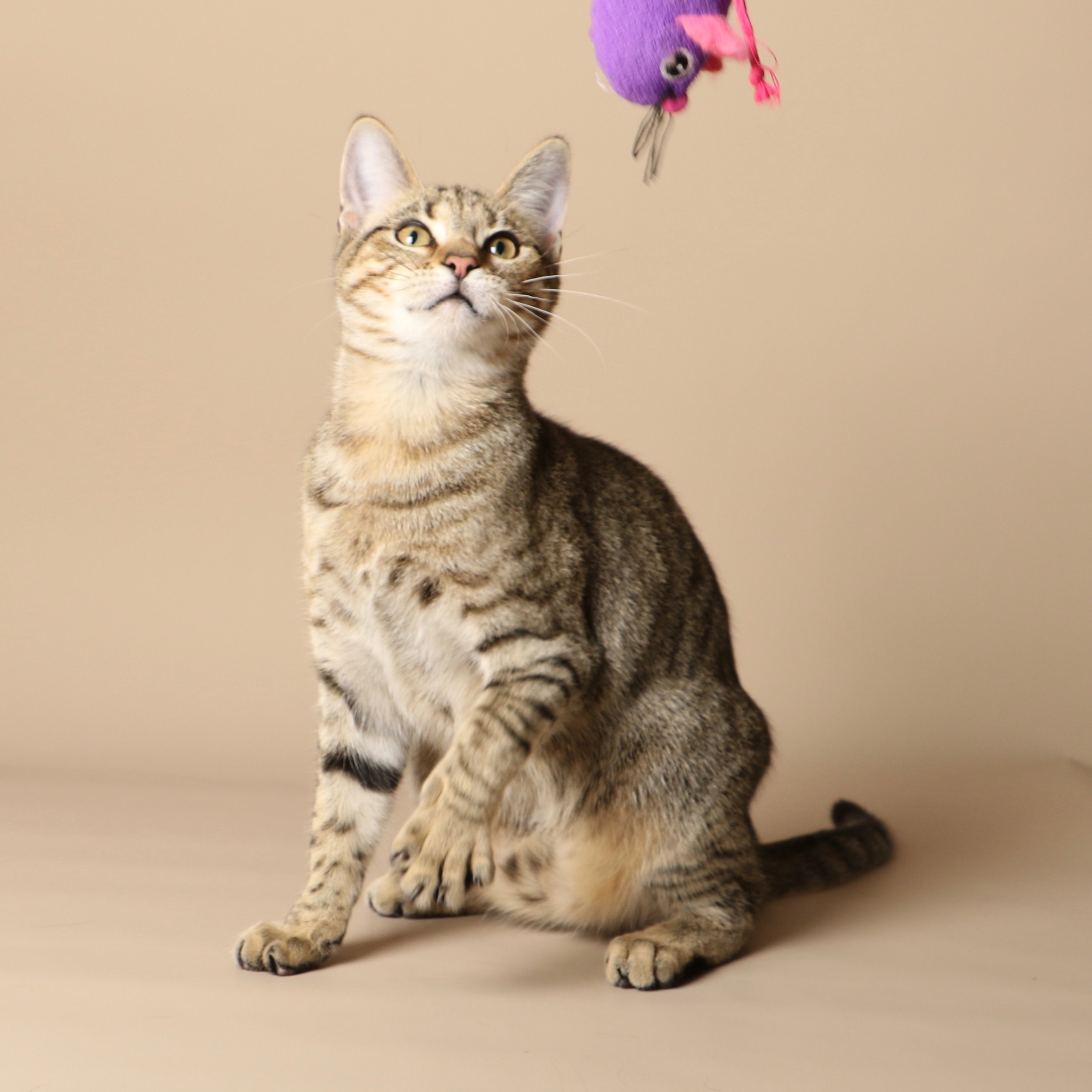 1024cats.jpg