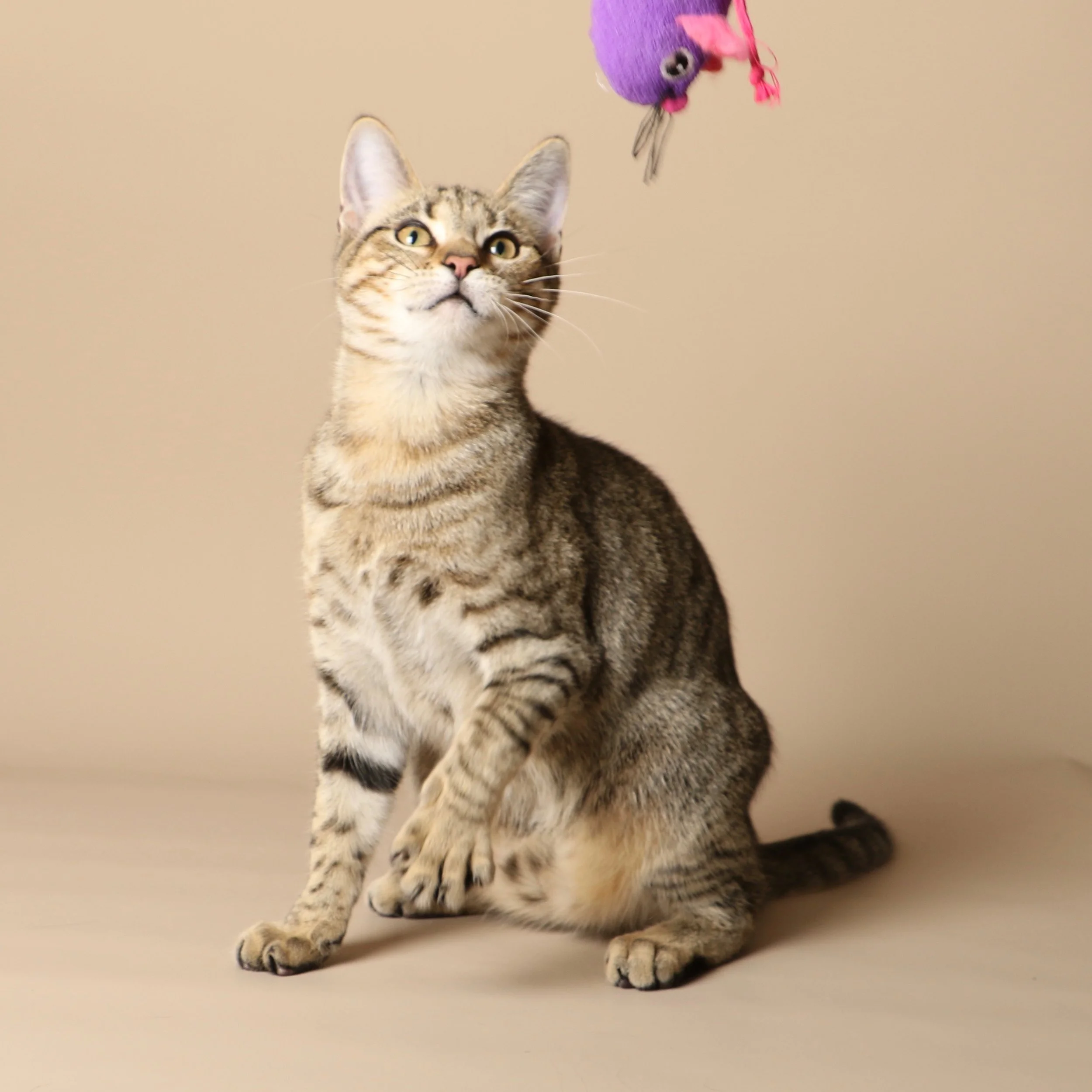 1024cats.jpg