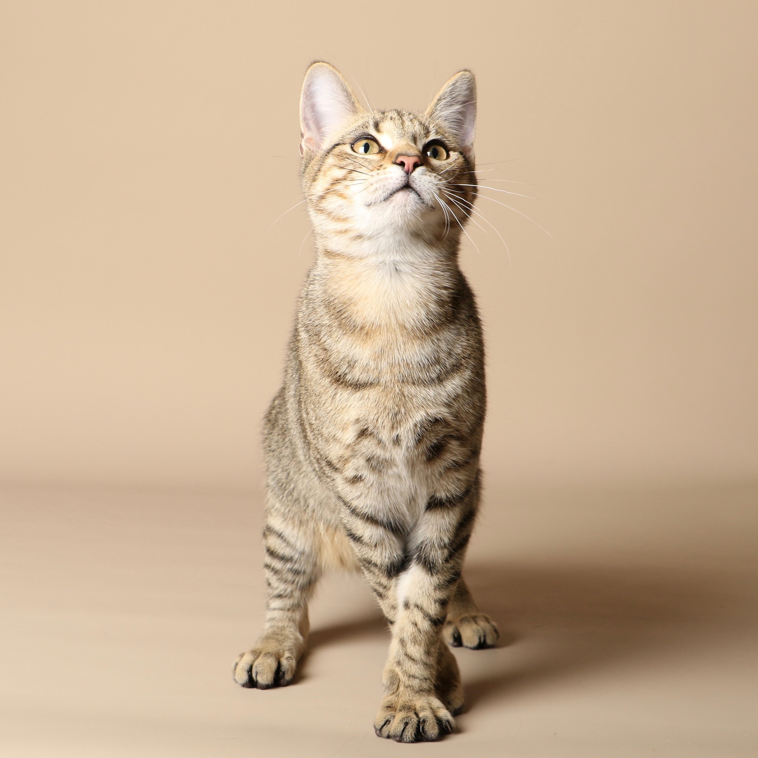 1025cats.jpg