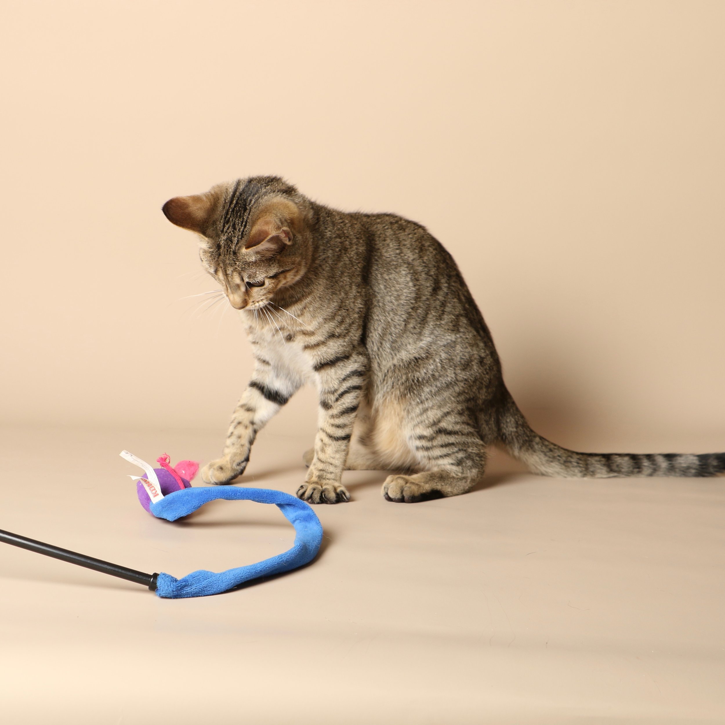 1027cats.jpg
