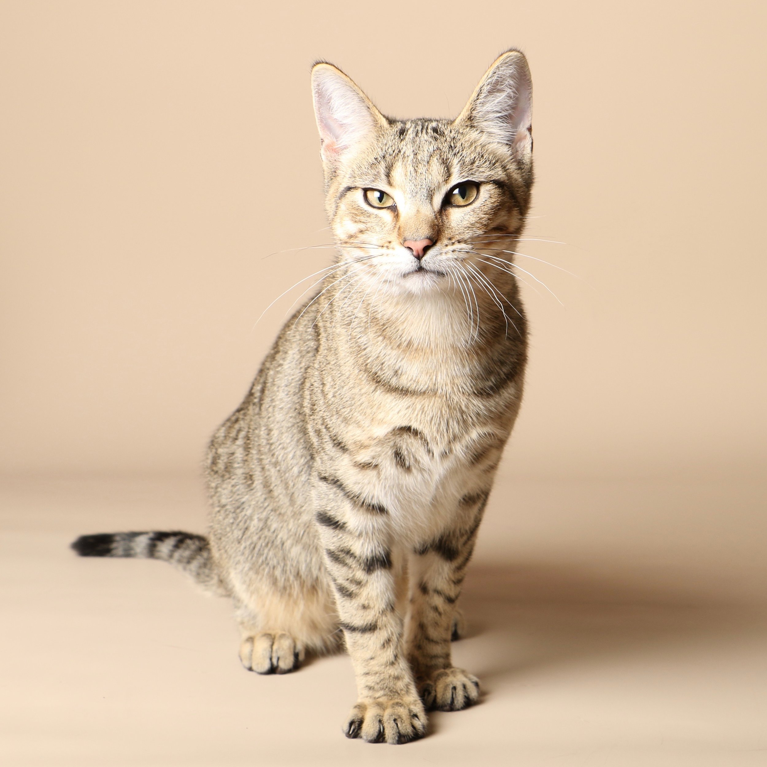 1028cats.jpg