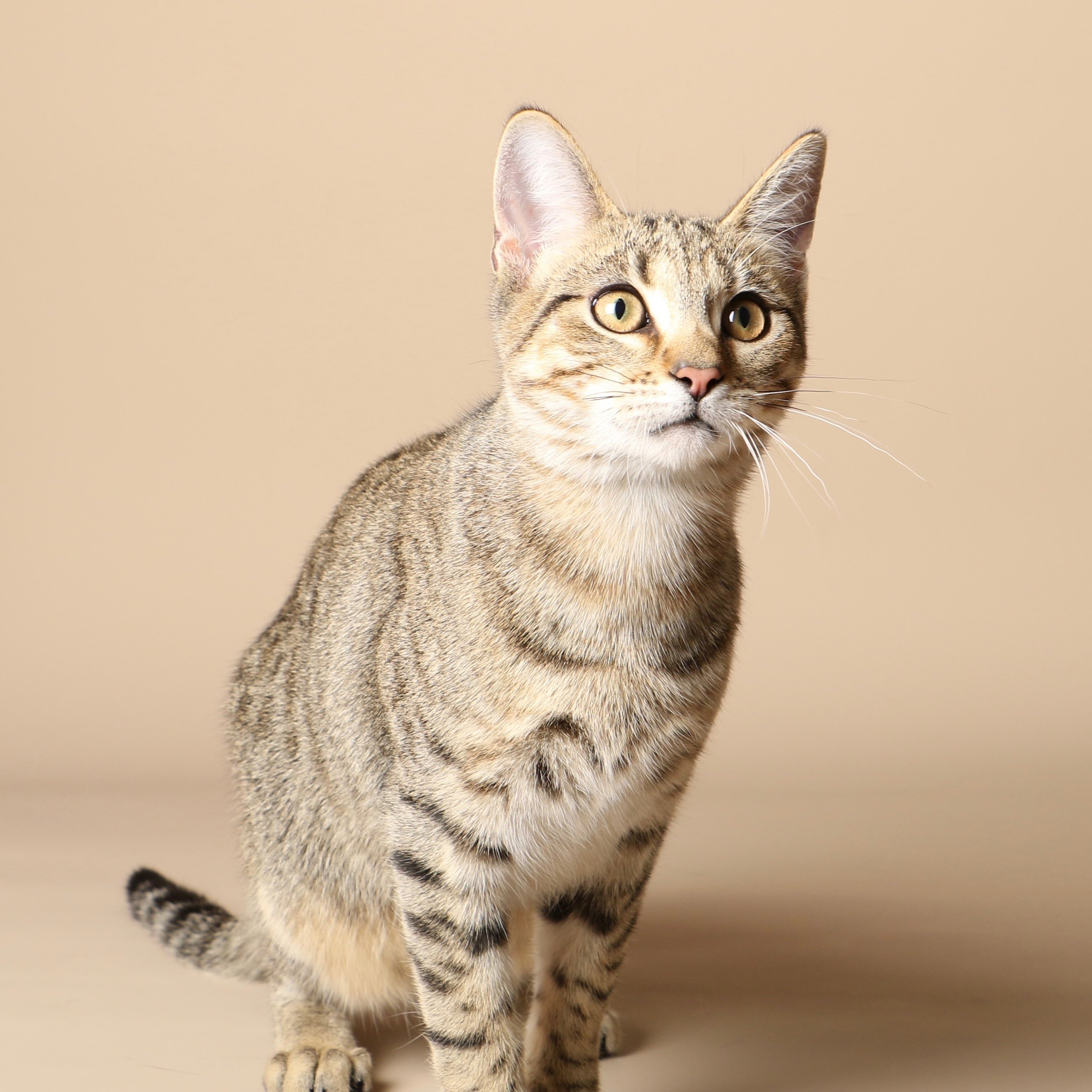 1029cats.jpg