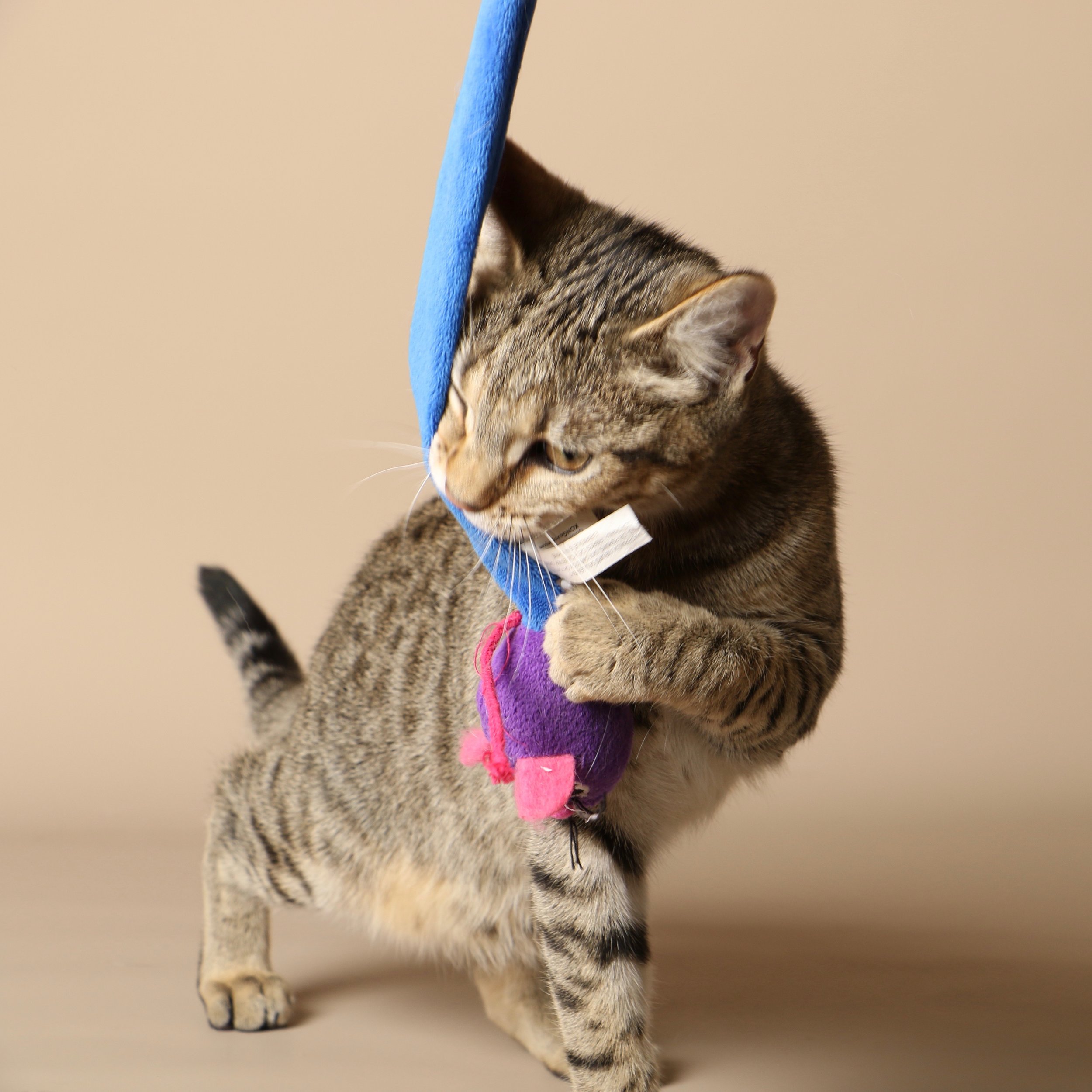 1030cats.jpg