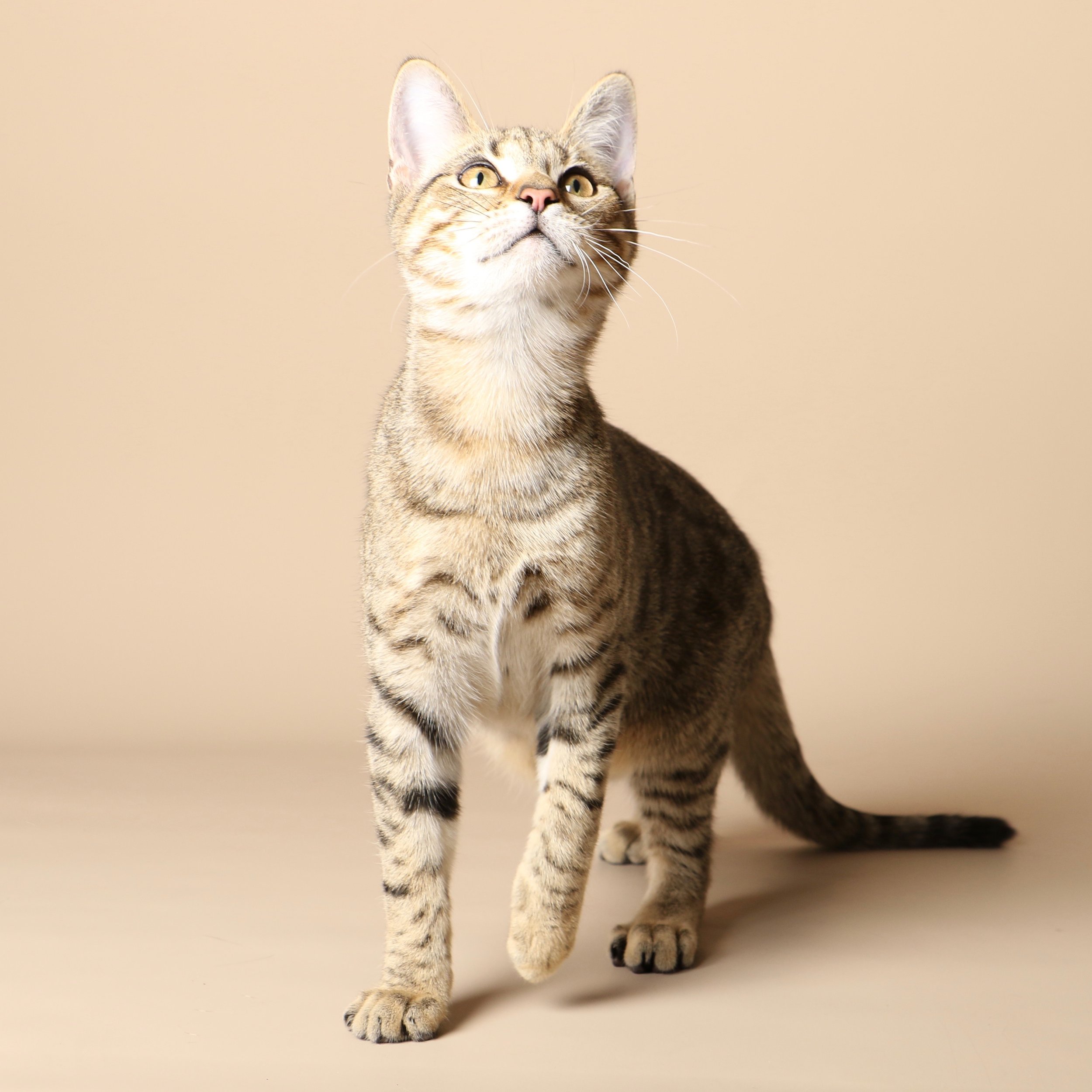 1031cats.jpg