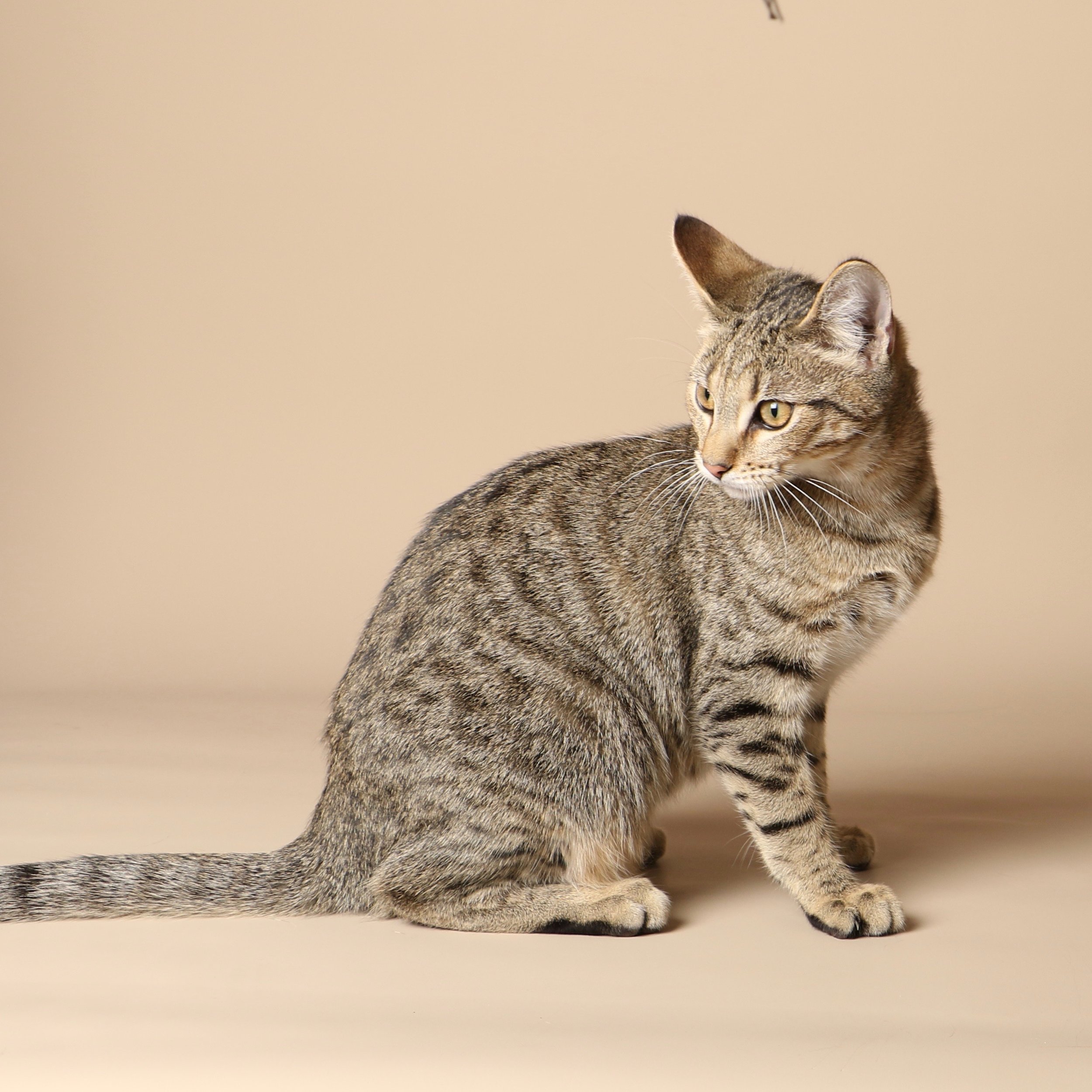 1033cats.jpg