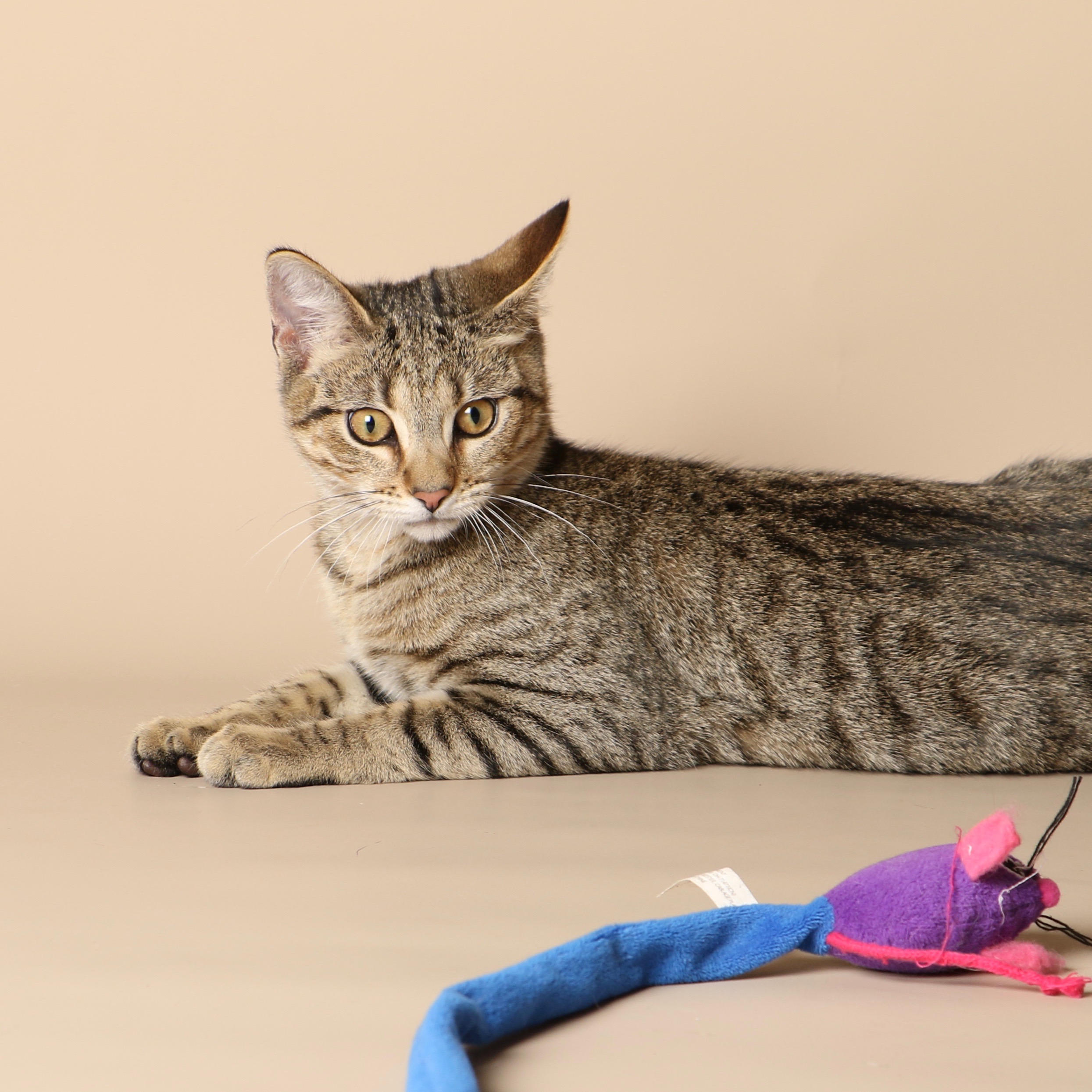 1034cats.jpg