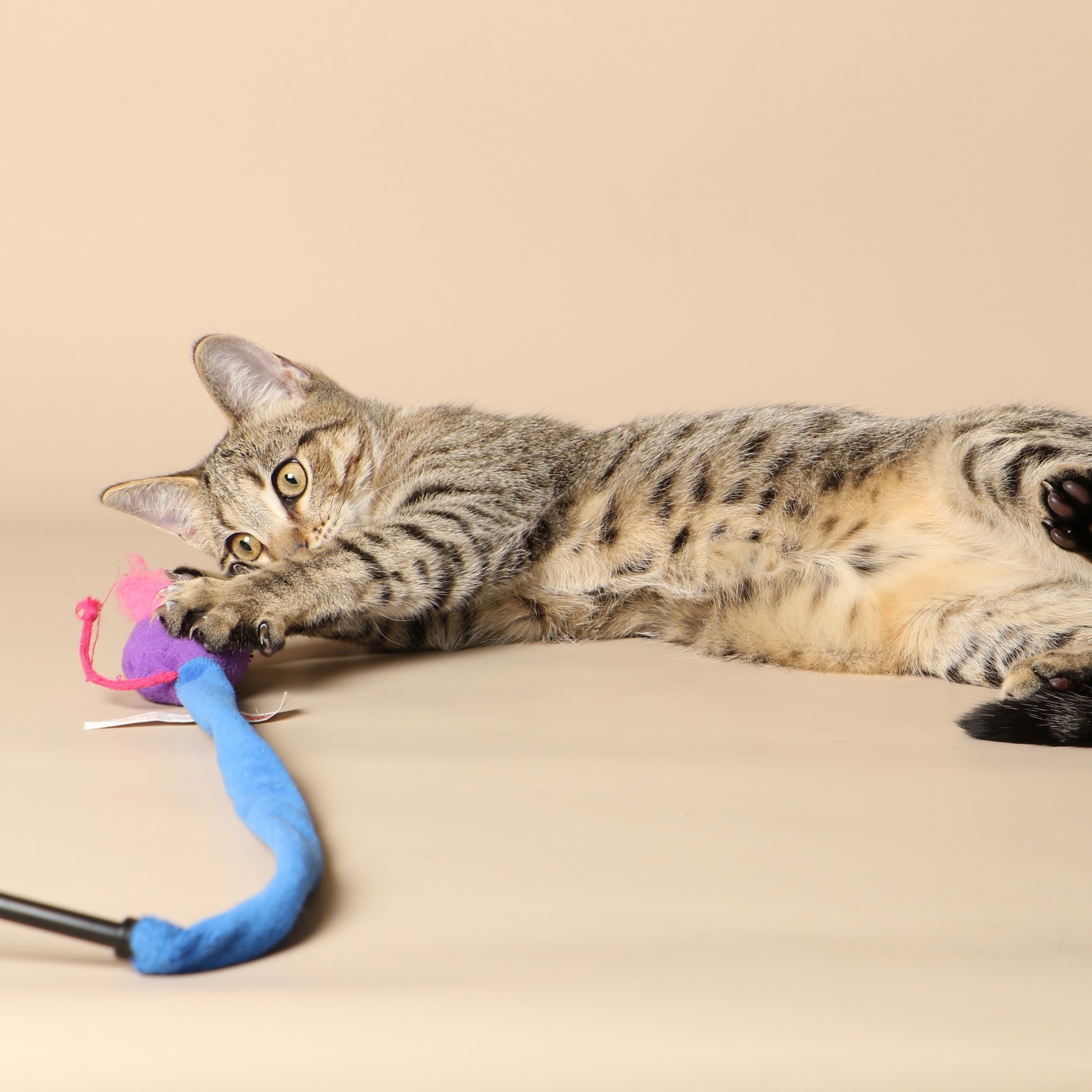 1035cats.jpg