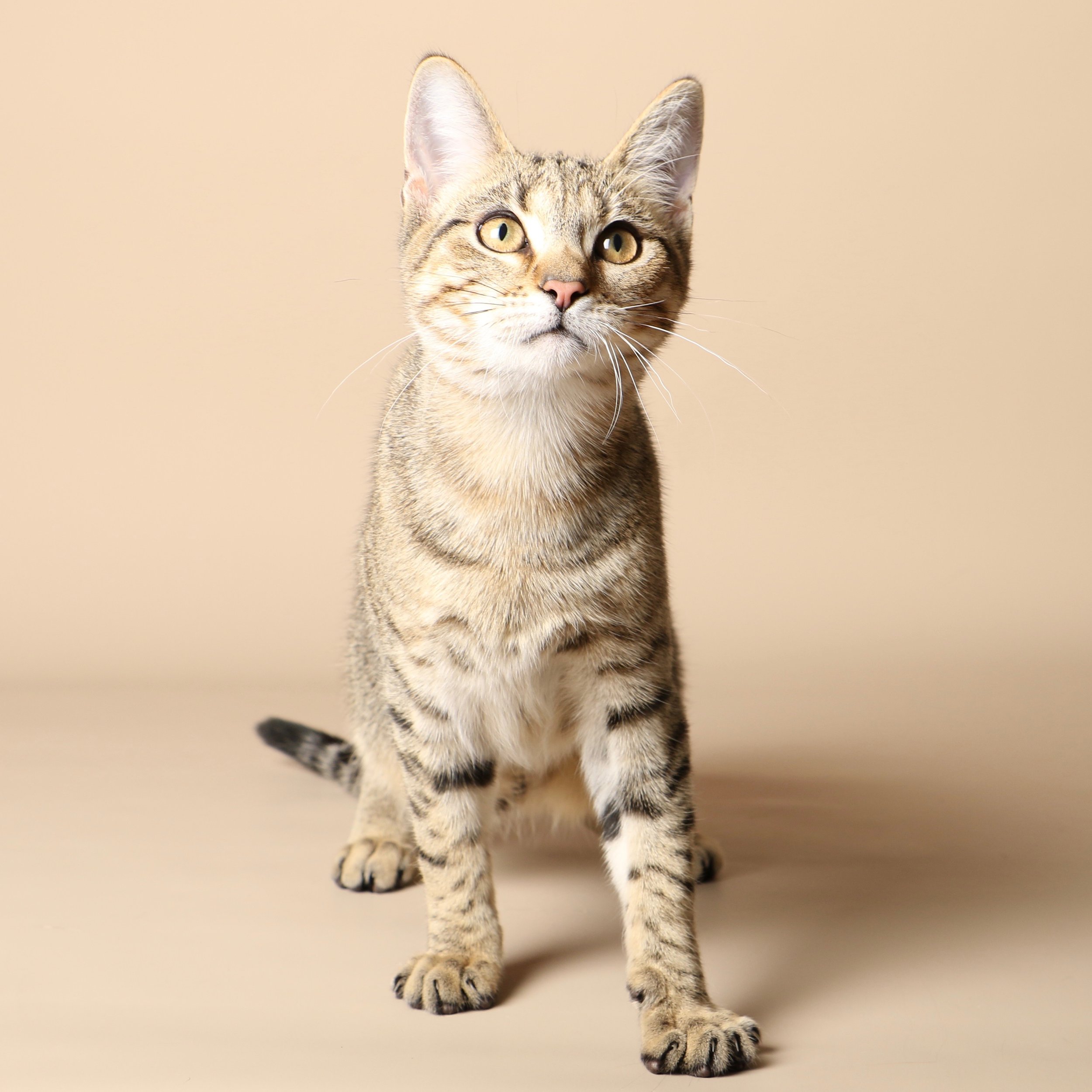1036cats.jpg