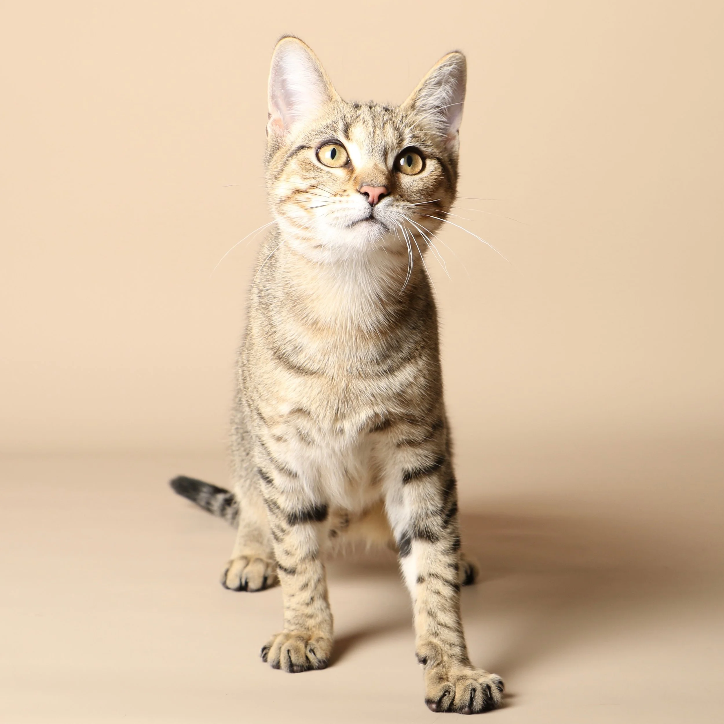 1036cats.jpg