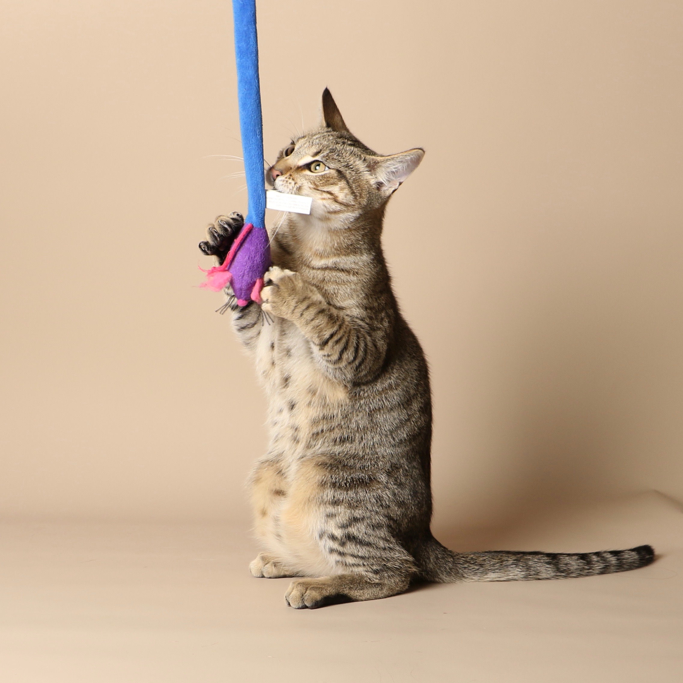1038cats.jpg