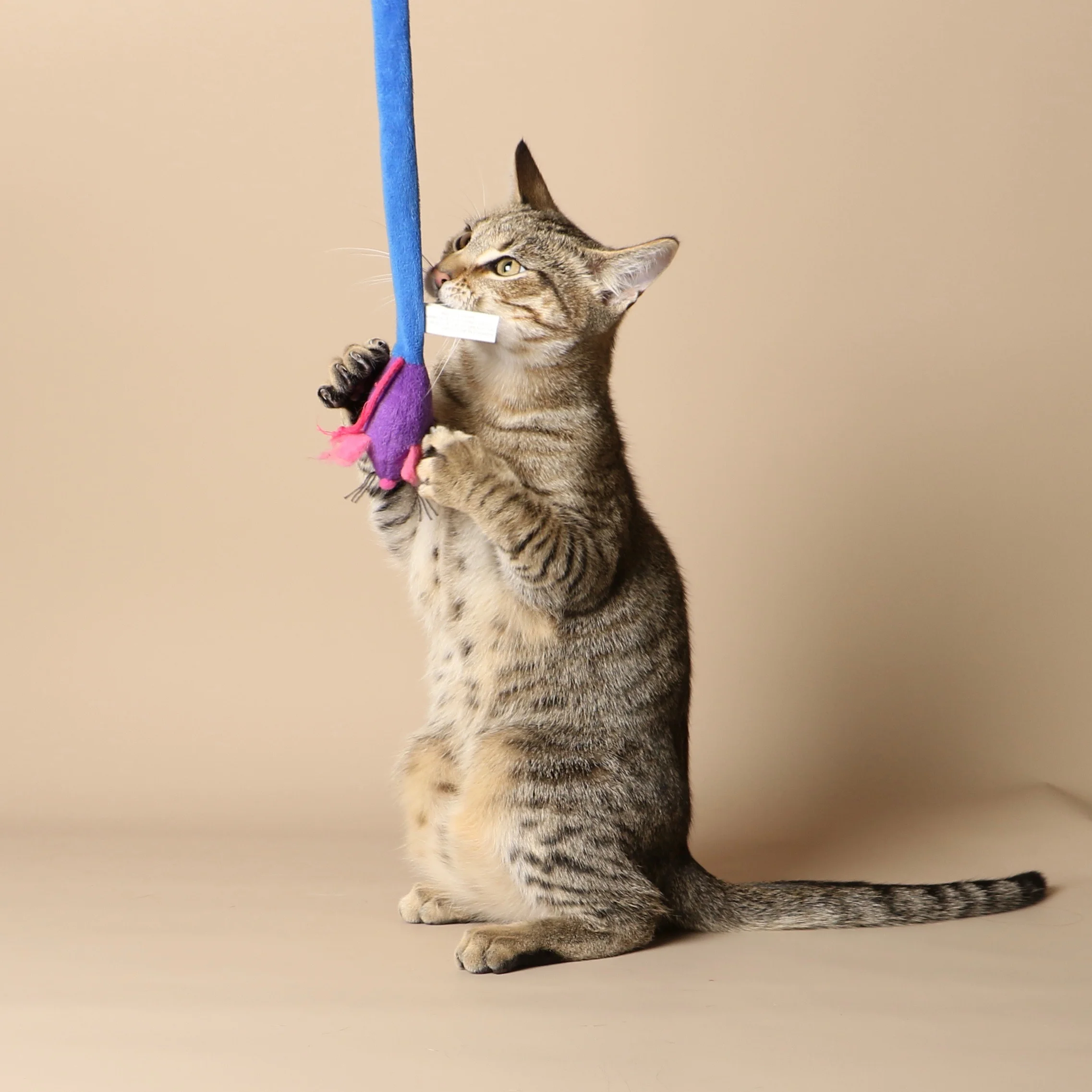 1038cats.jpg
