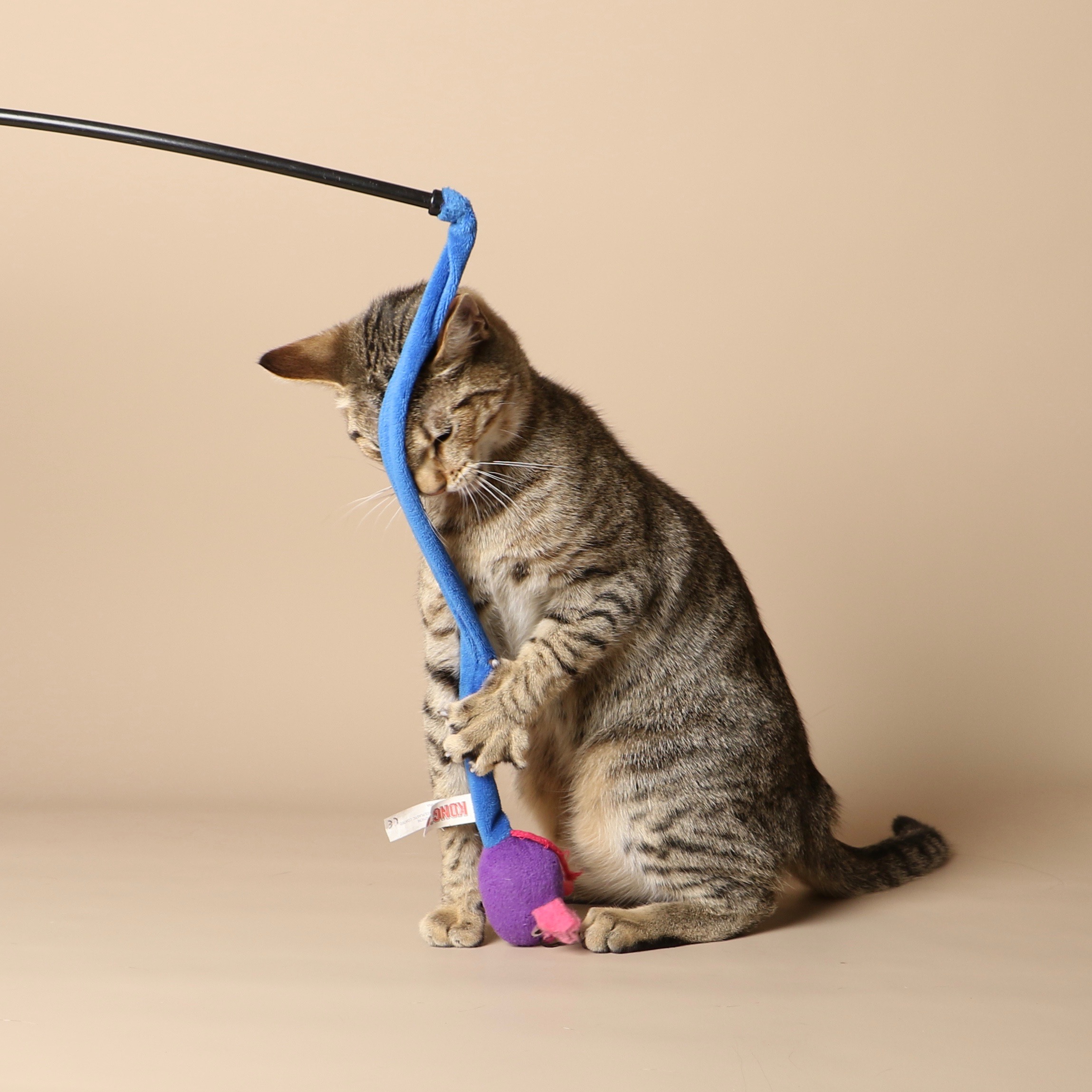 1039cats.jpg