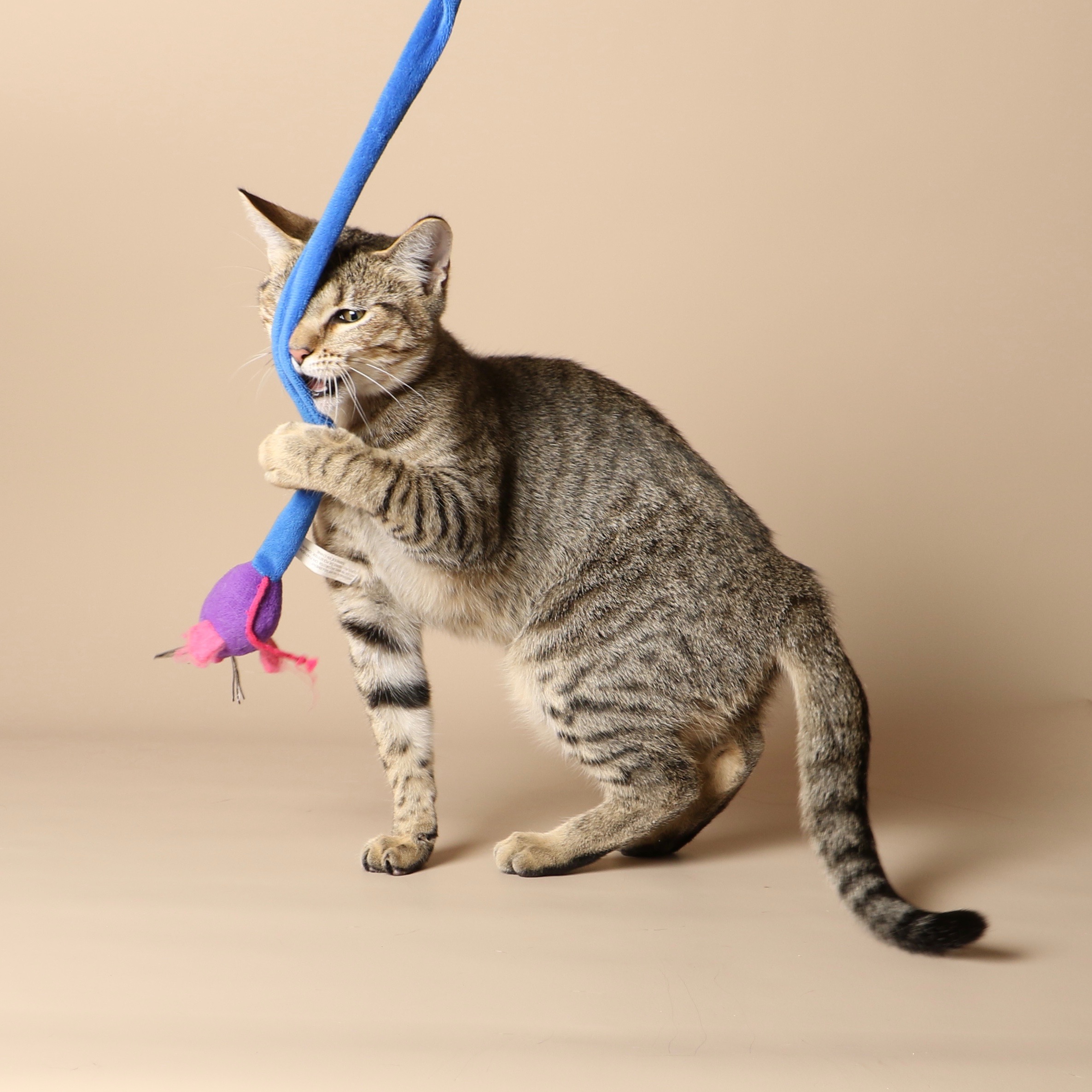 1040cats.jpg