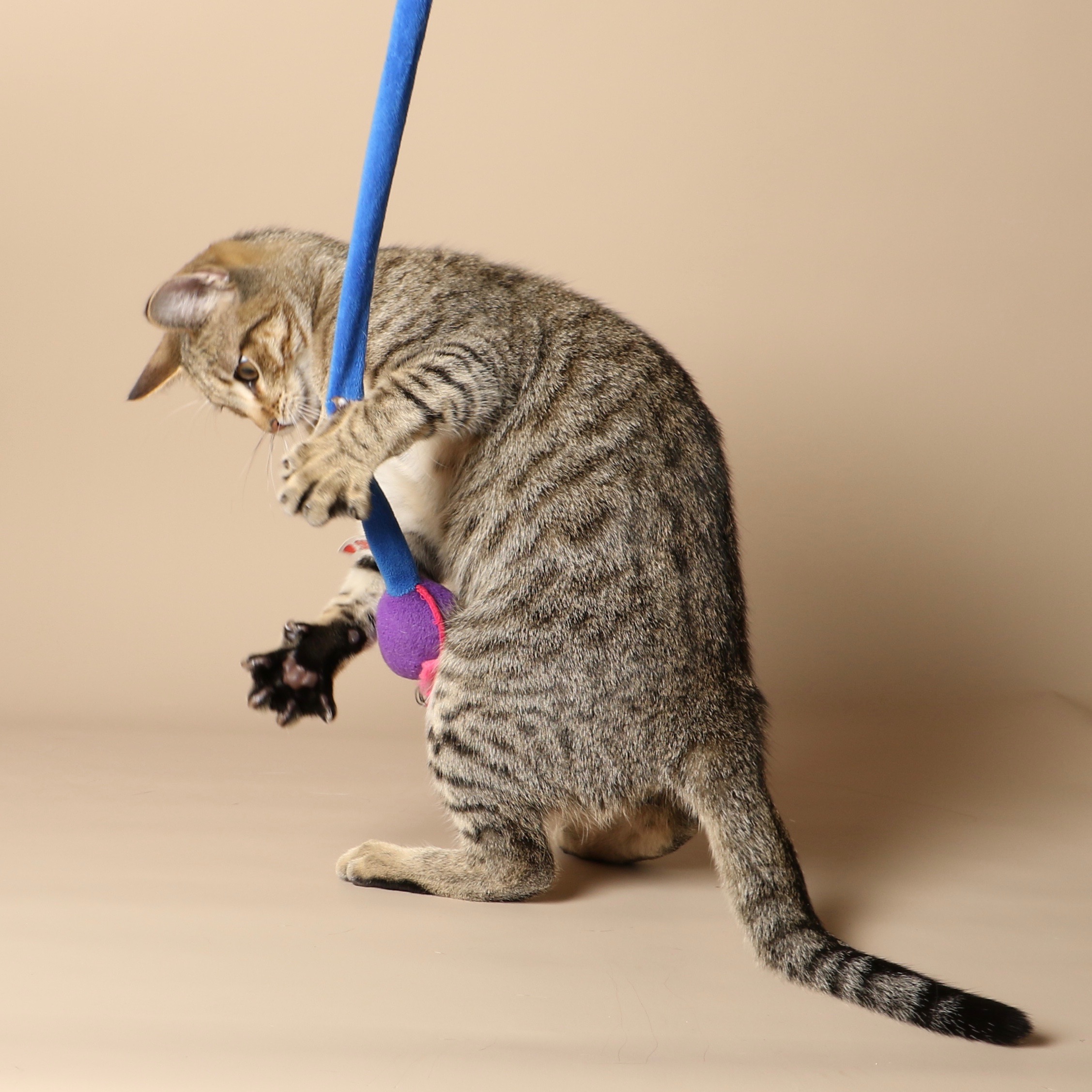1041cats.jpg