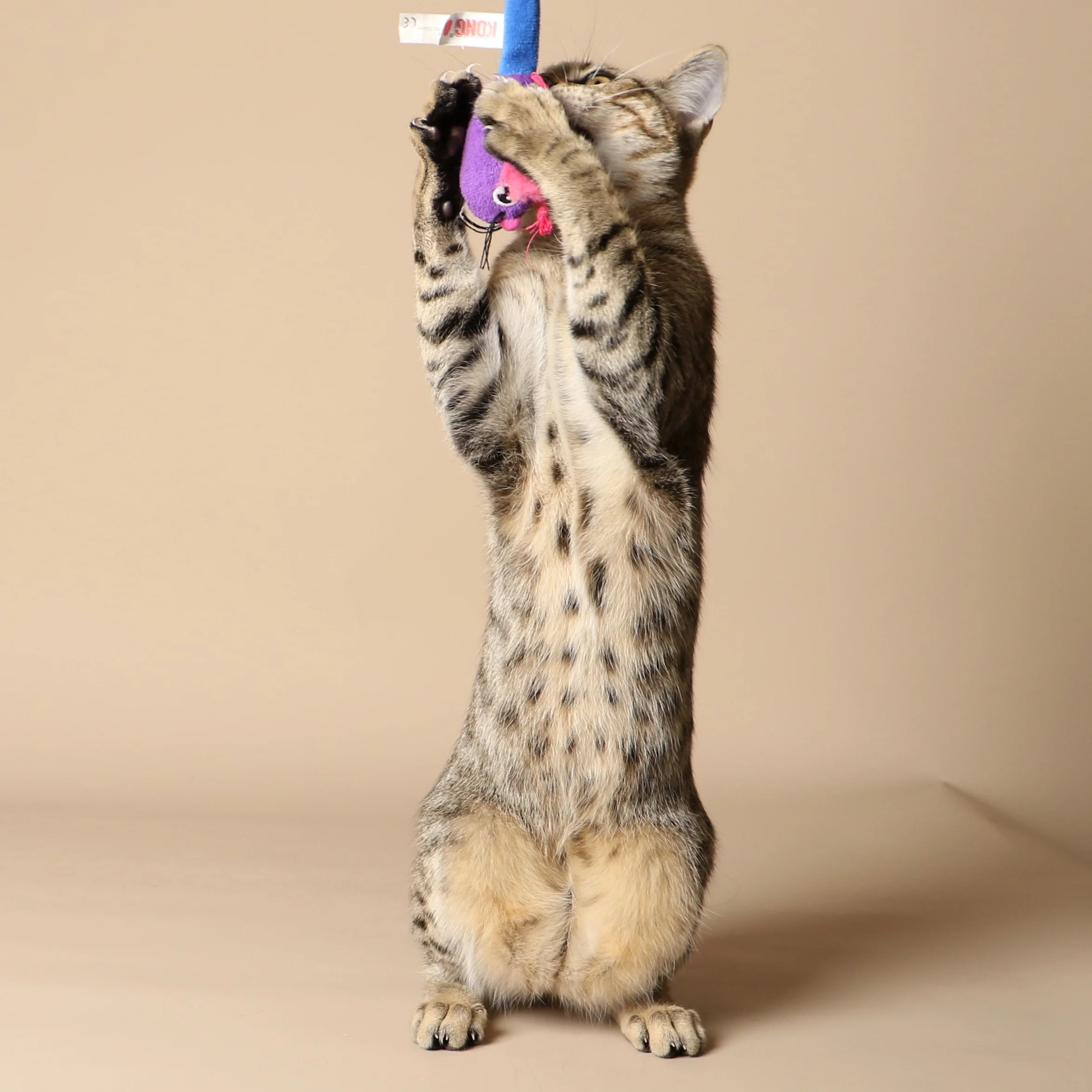 1042cats.jpg