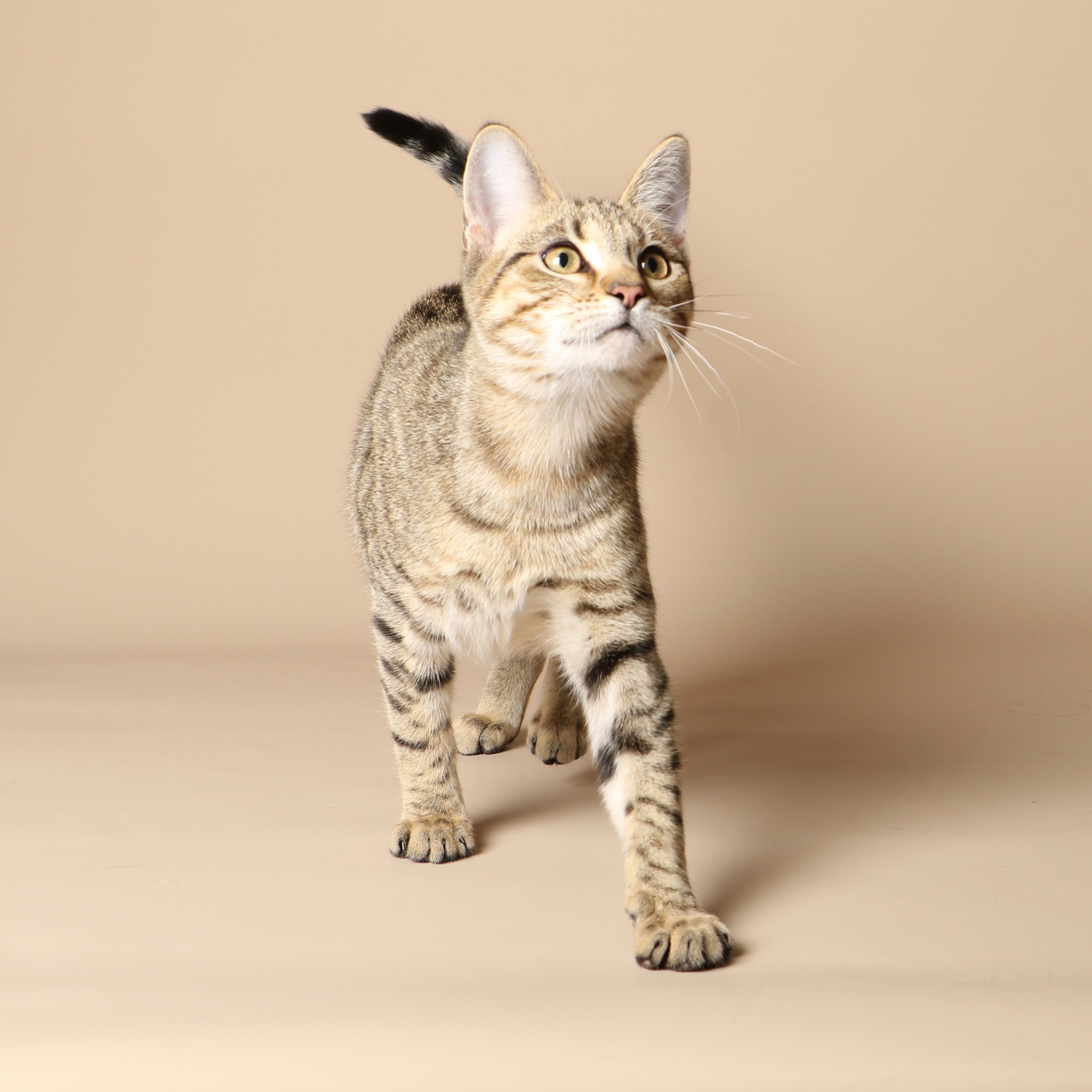 1044cats.jpg