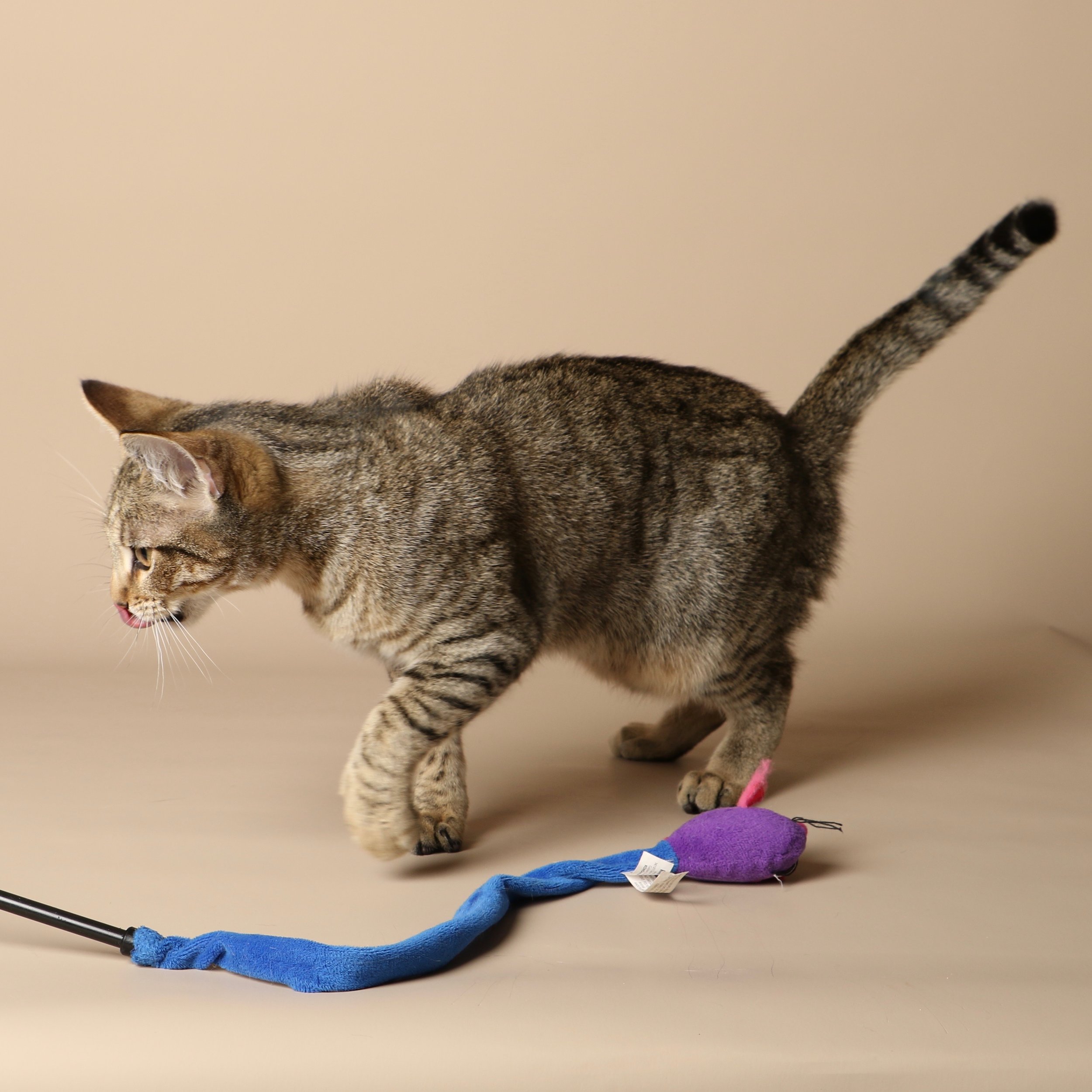 1045cats.jpg