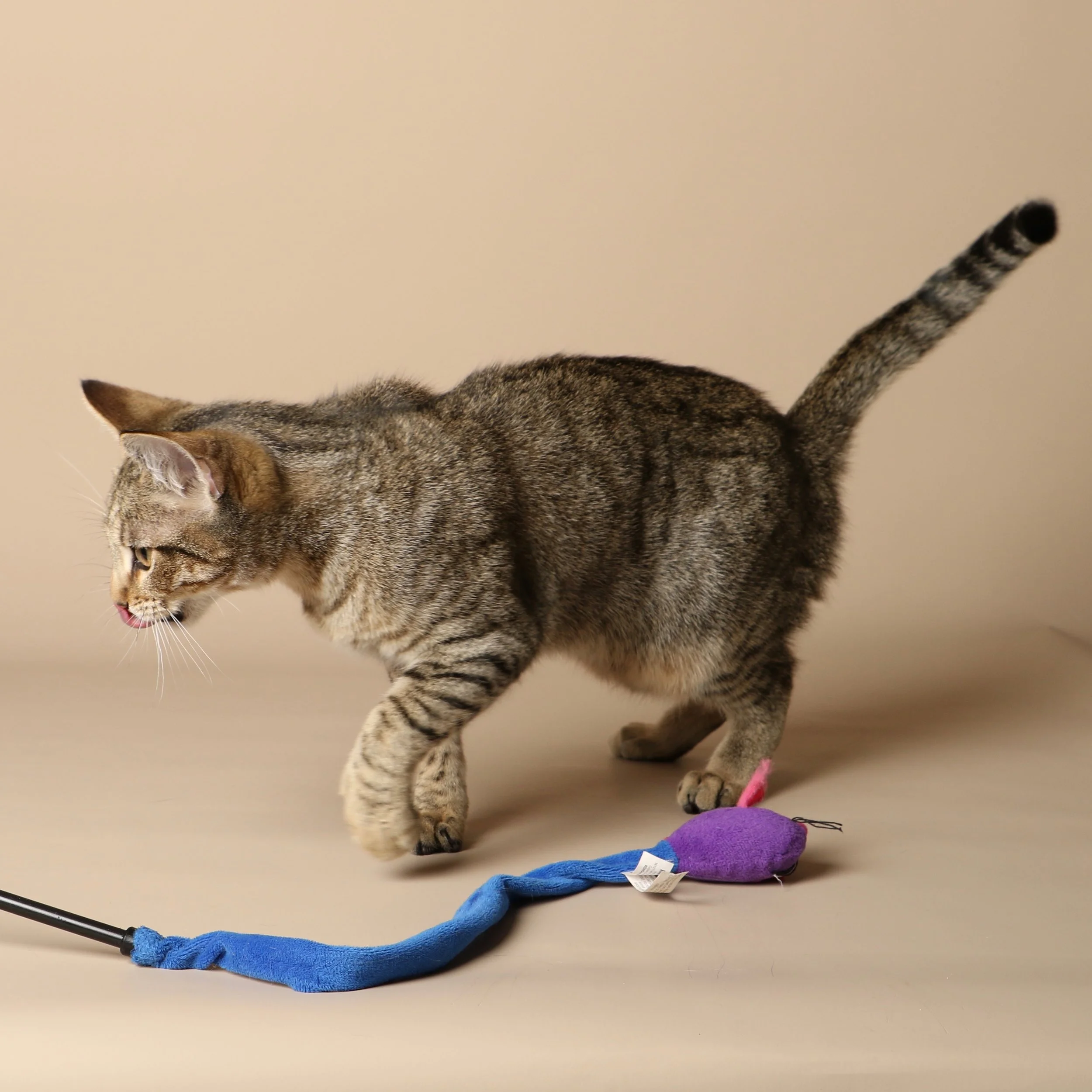 1045cats.jpg