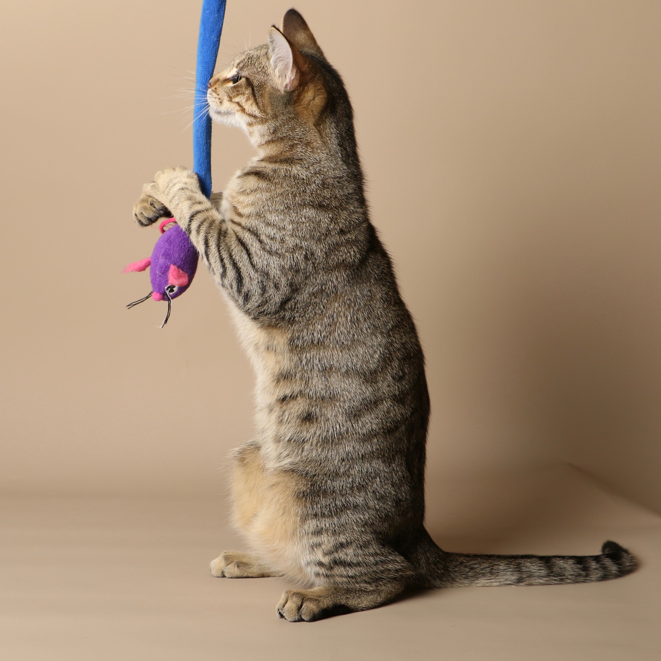 1046cats.jpg