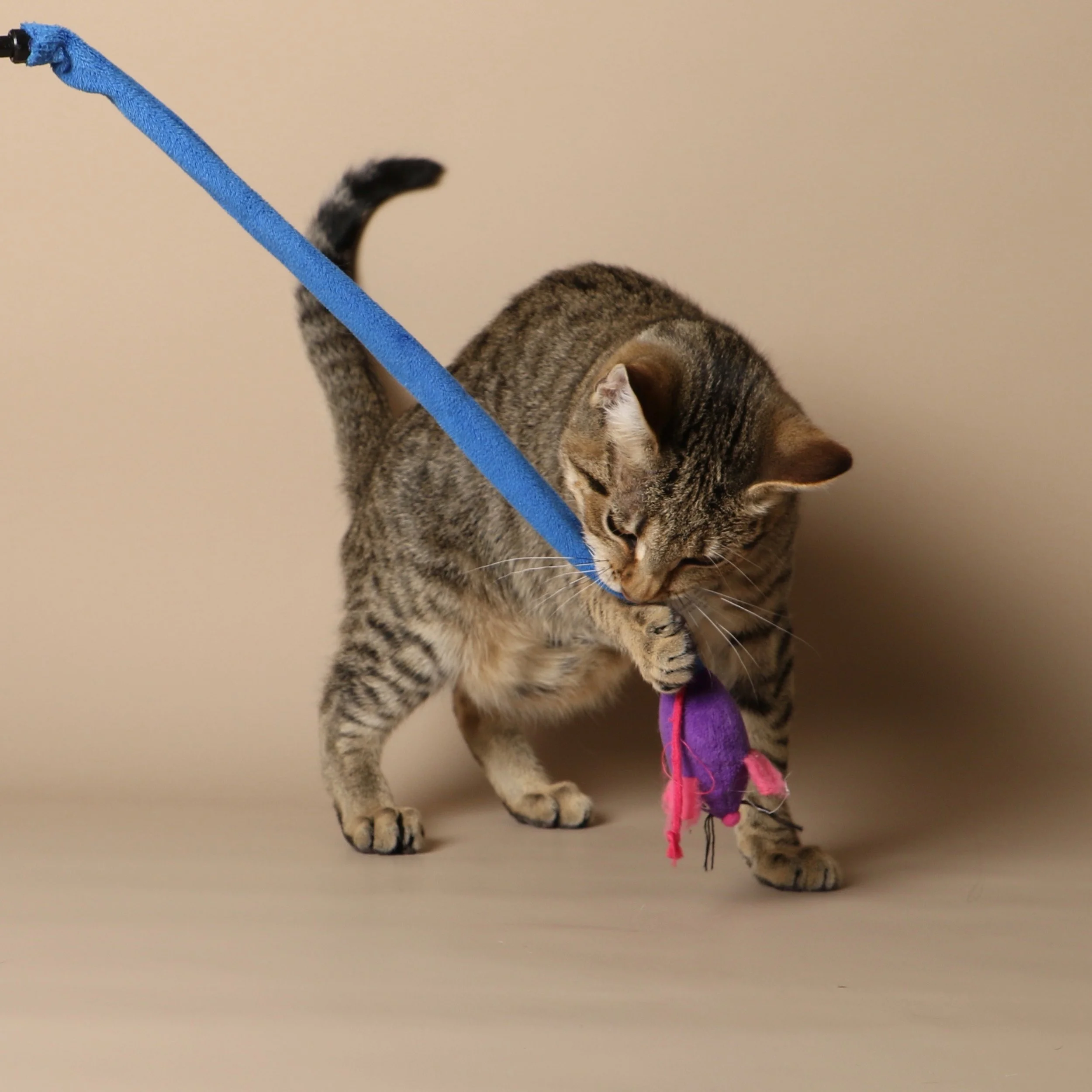 1048cats.jpg