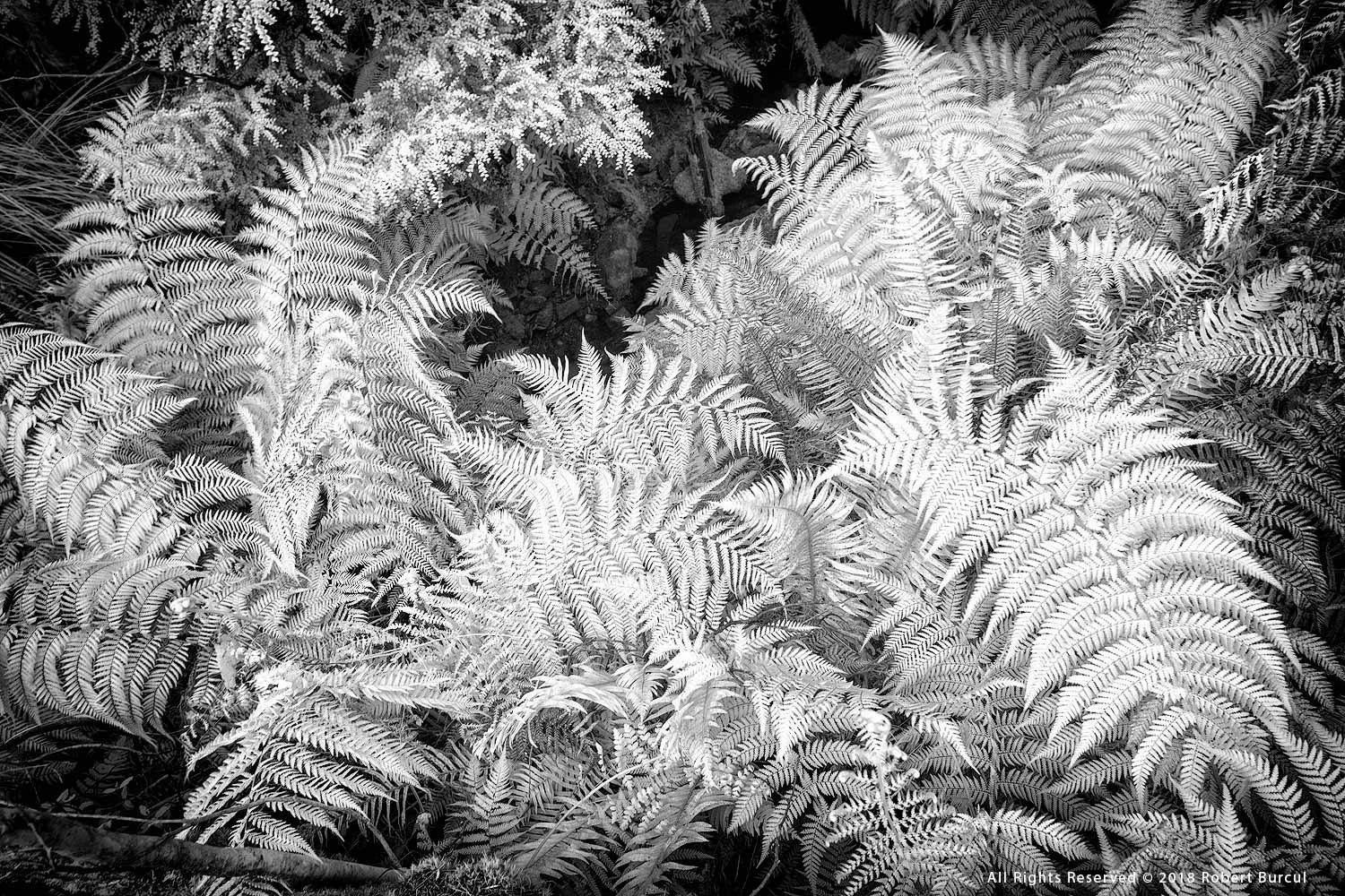 Ferns study in infrared by Robert Burcul