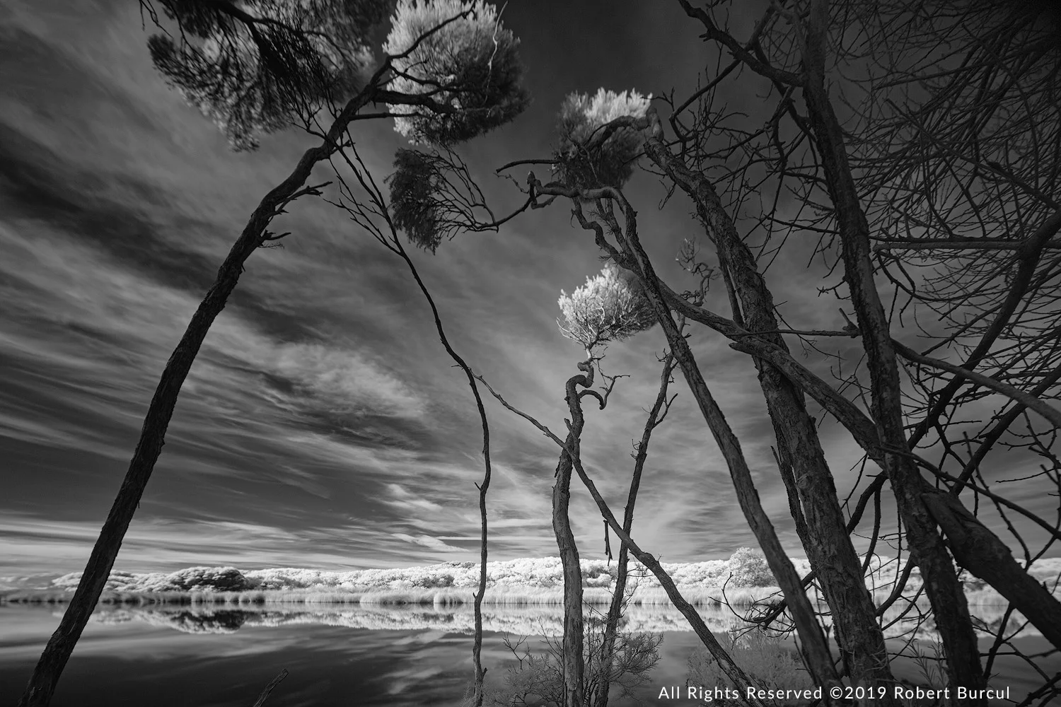 Group of trees