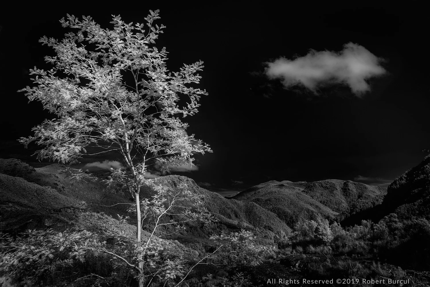 mountain-tree.jpg