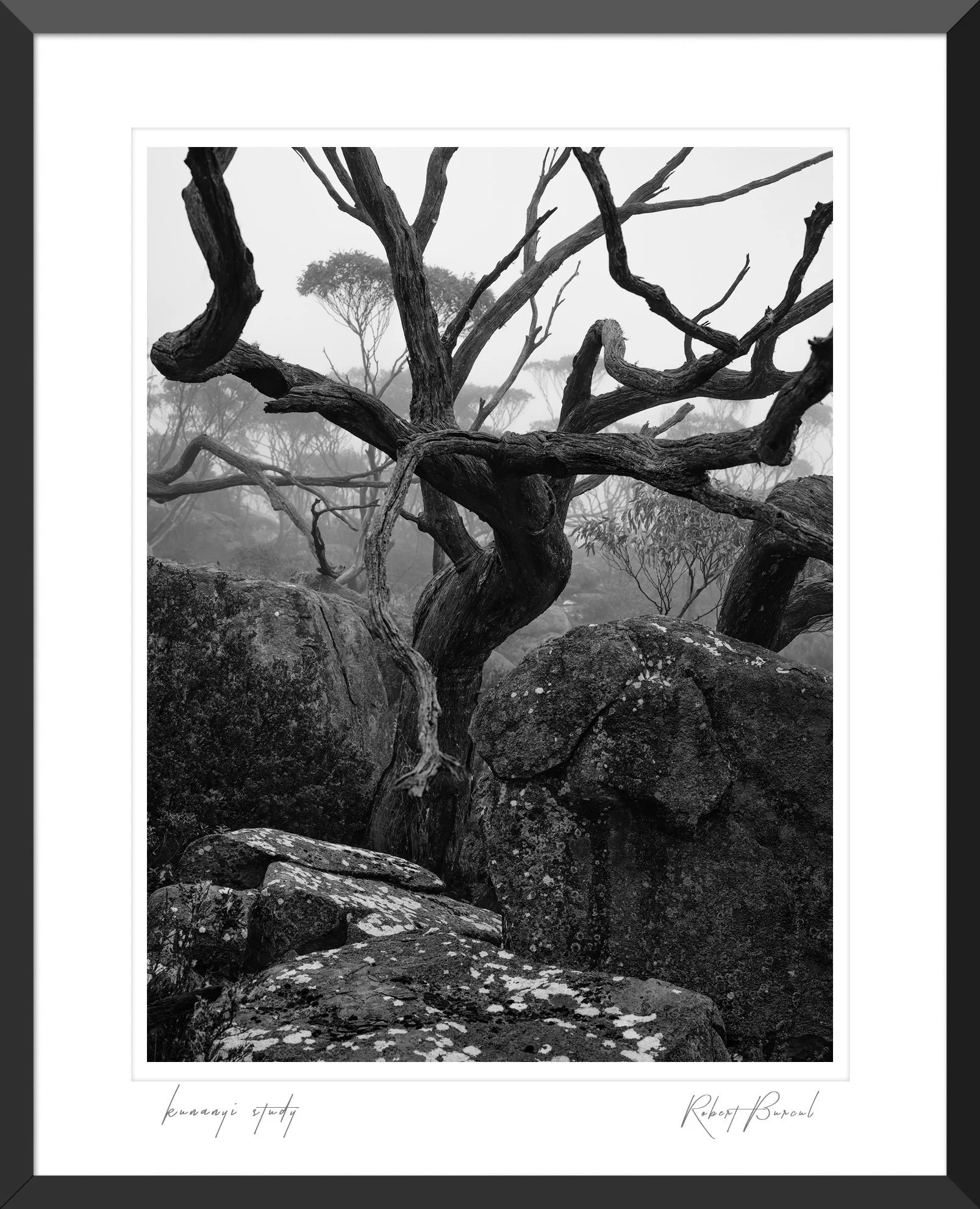 kunanyi study — ROBERT BURCUL