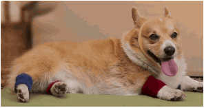 giphy-18.gif
